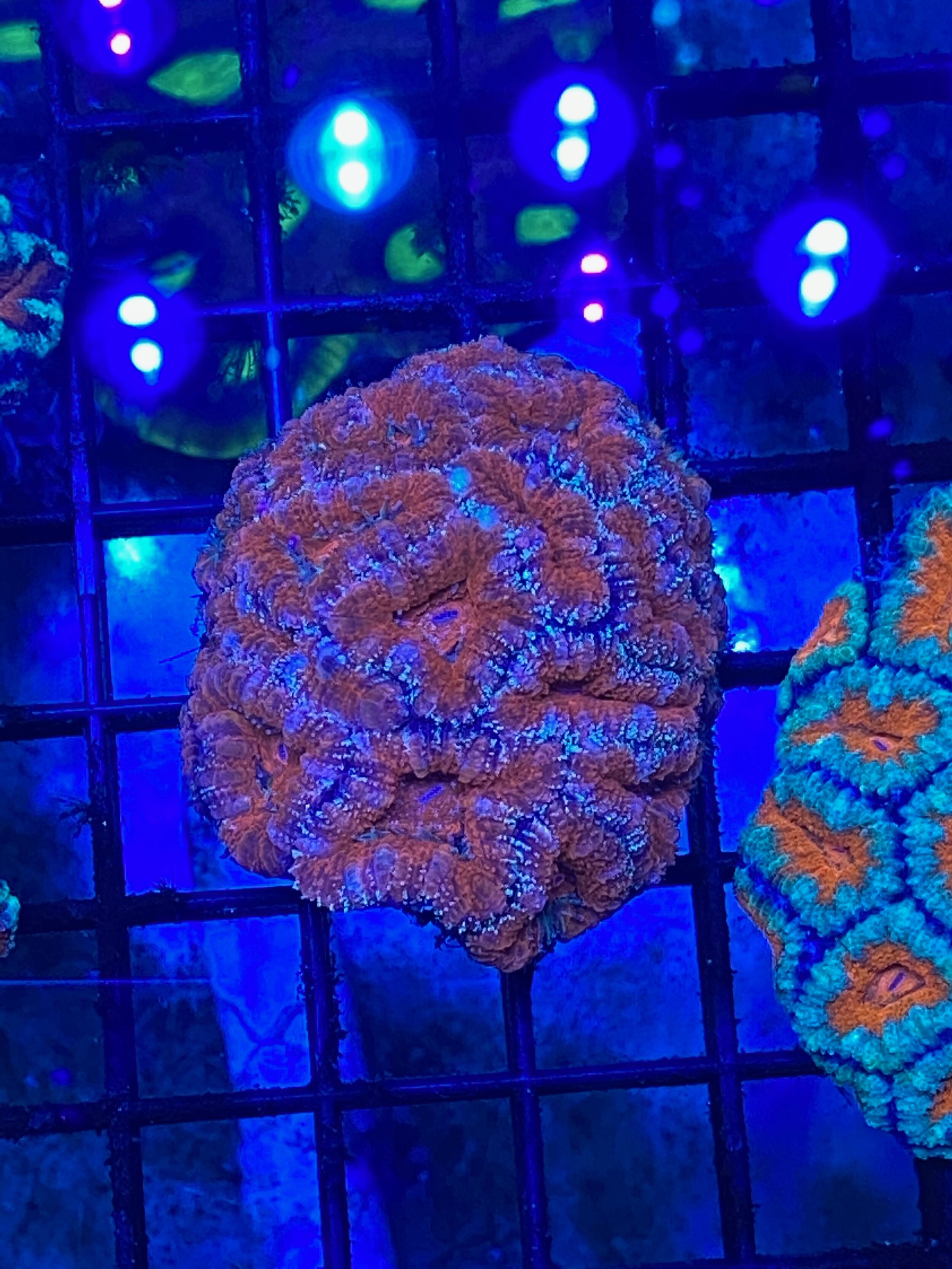 Red Acan