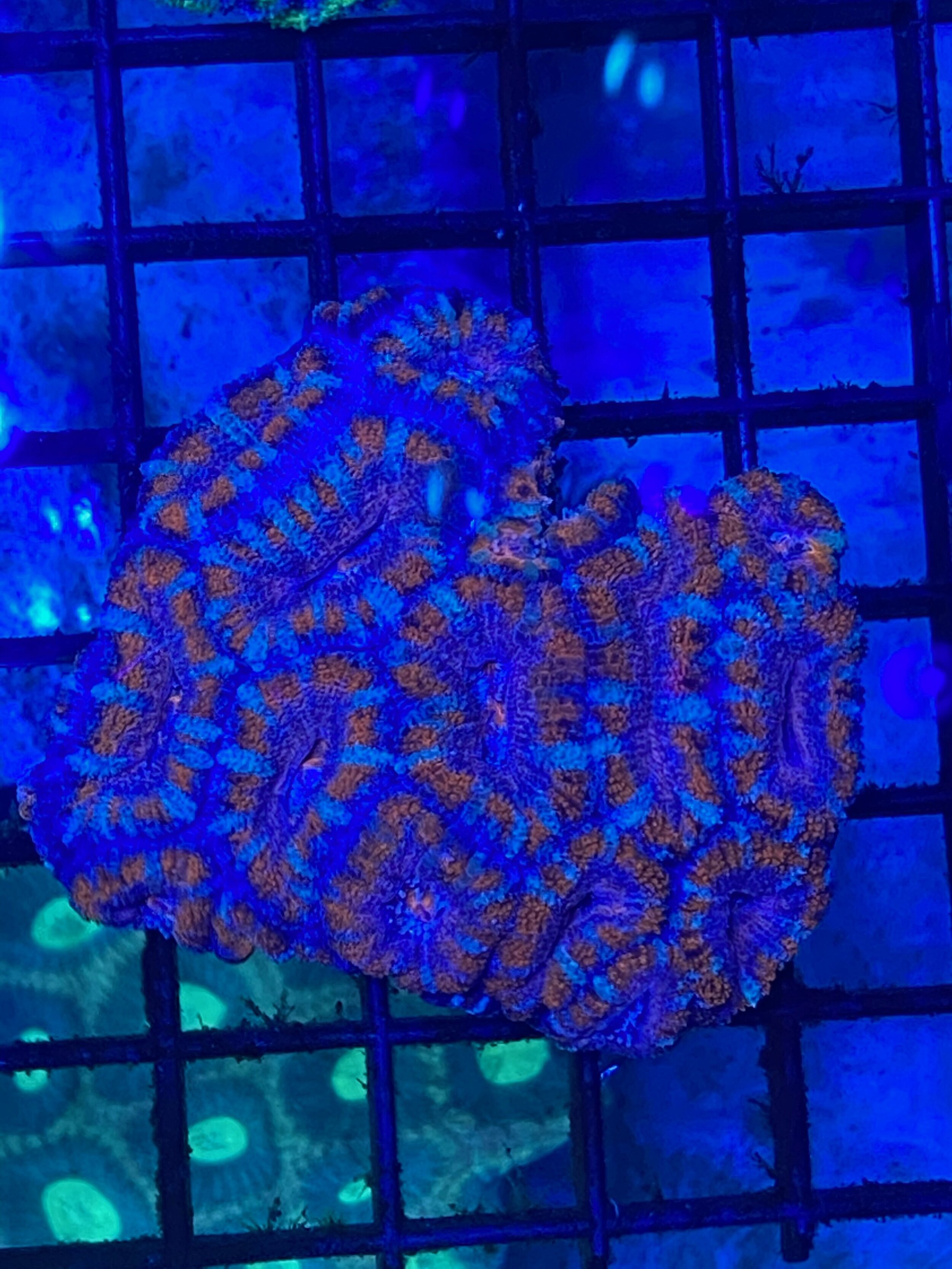 Red/Purple Acan