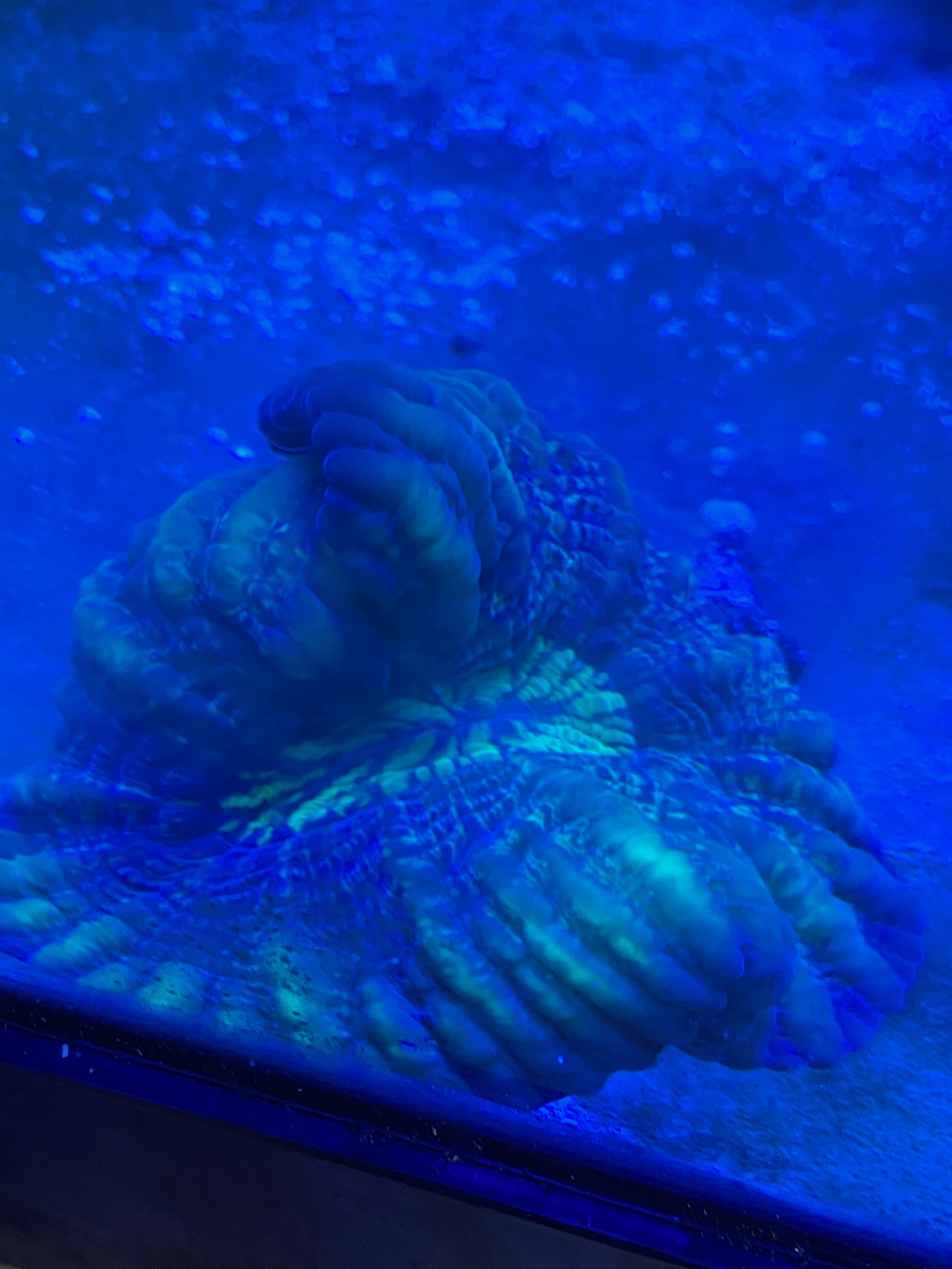 Green/Purple Button Coral