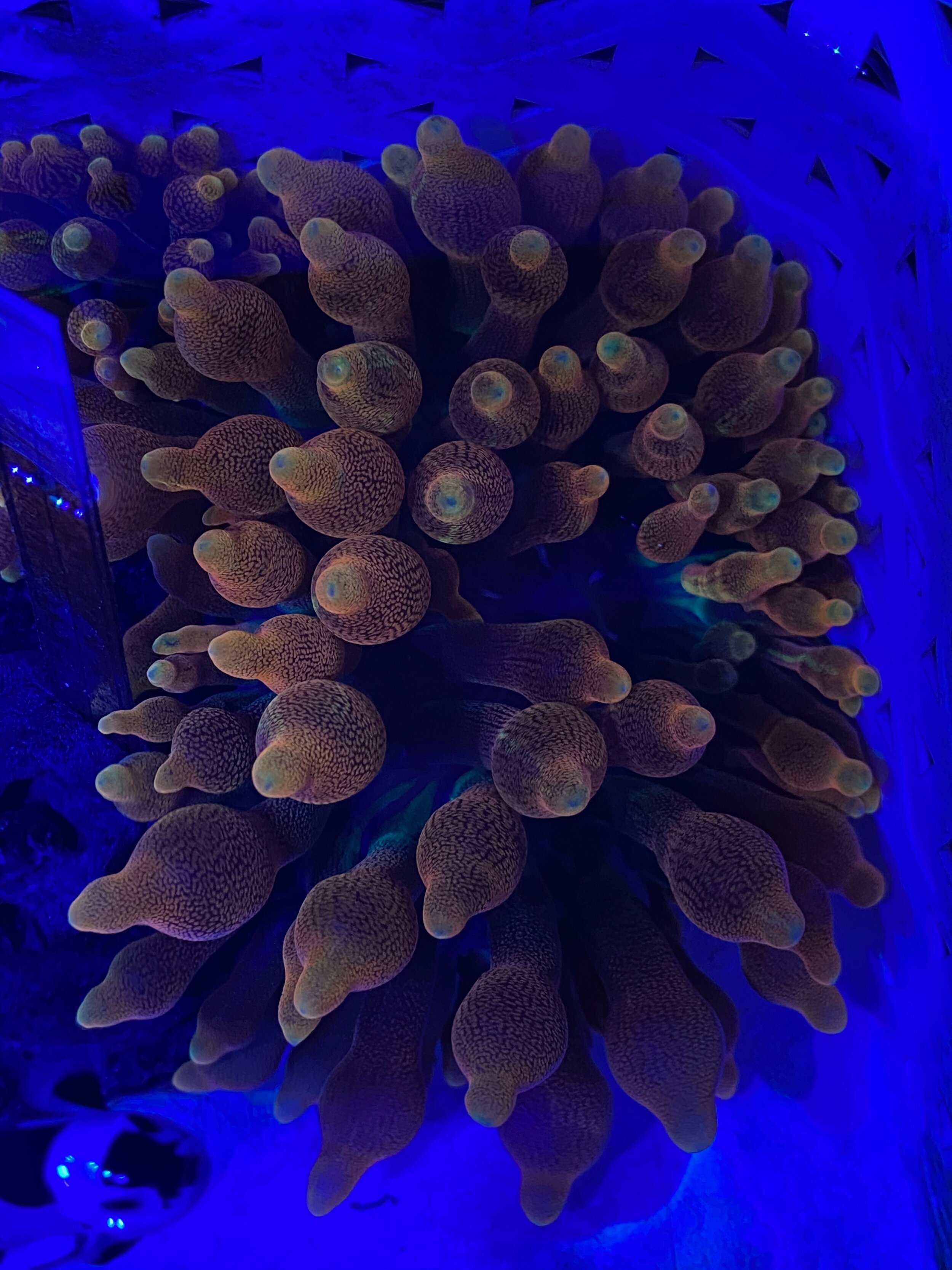 Aqua Cultured Rose Bubbletip Anemone