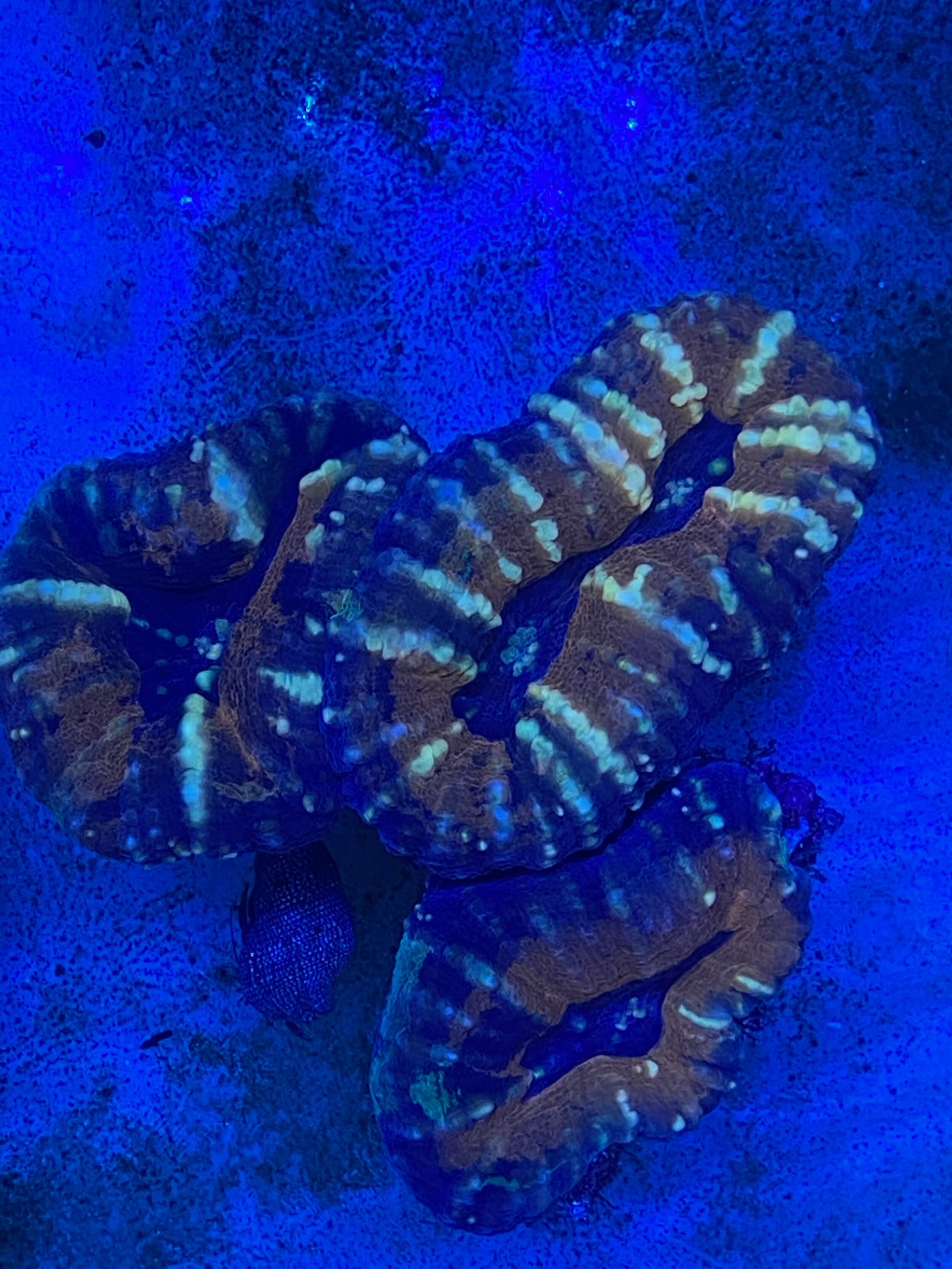 Multi-Colored Striped Lobo