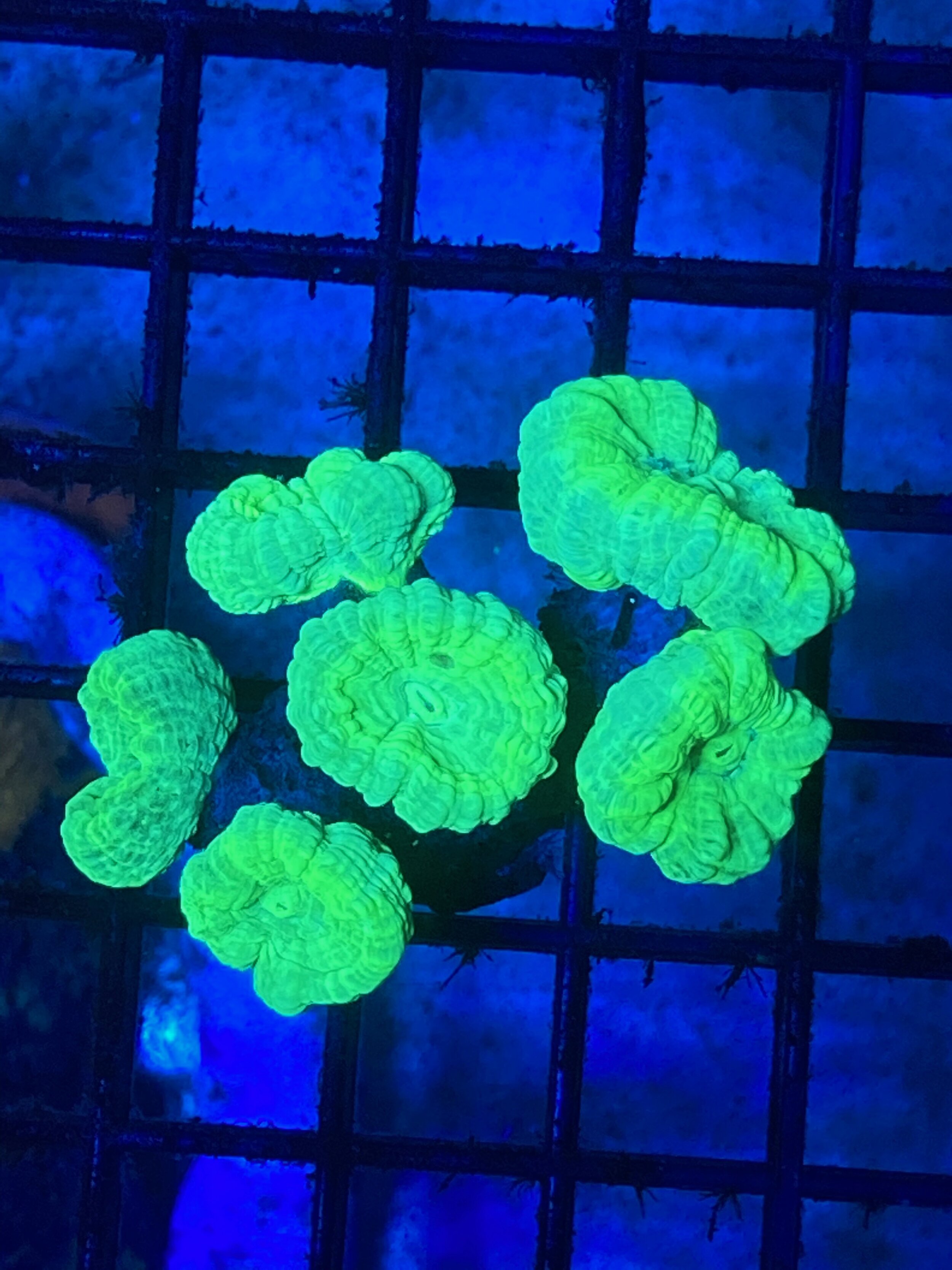 Neon Green Candy Cane