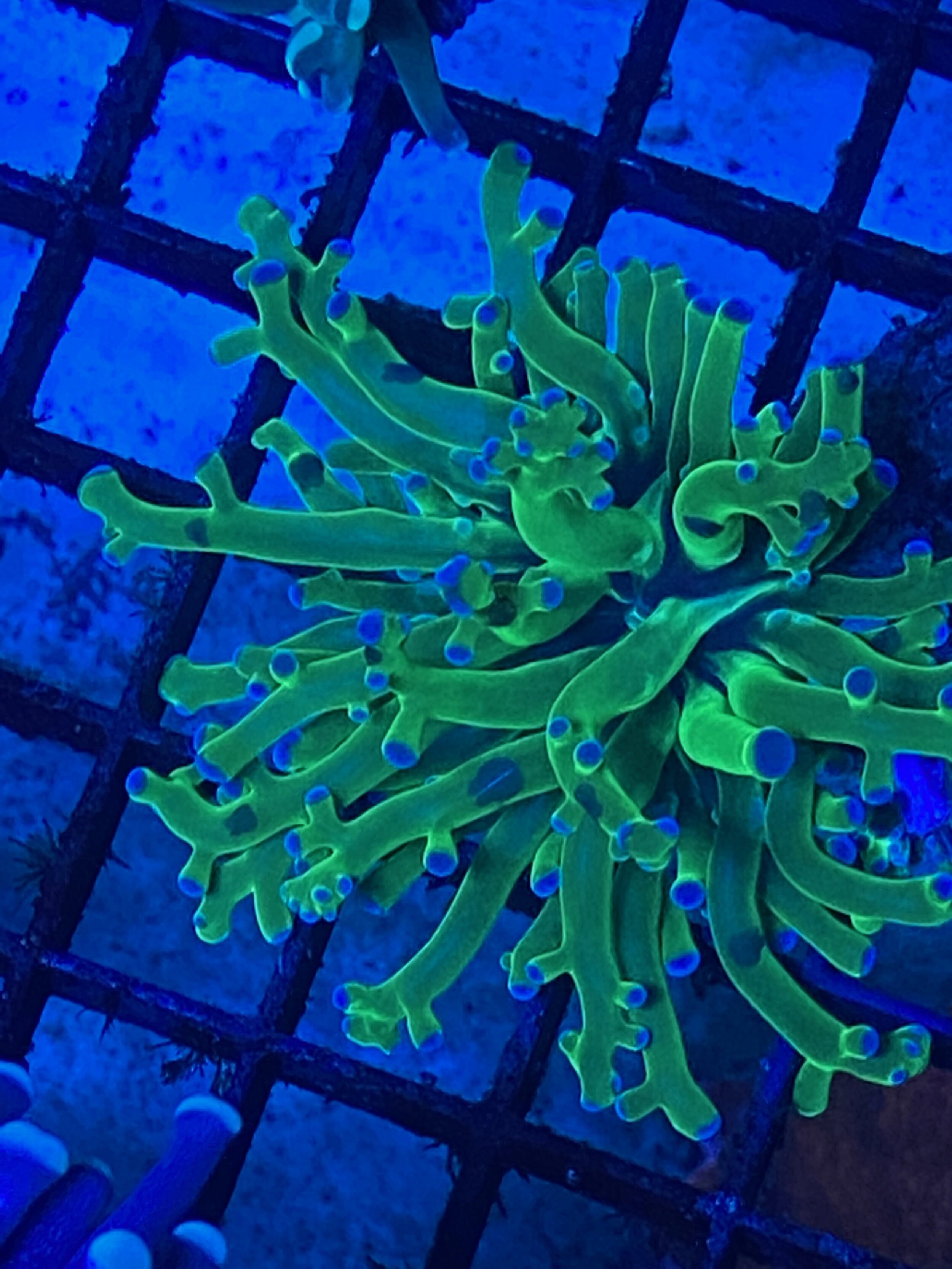 Ultra Green/Blue Frogspawn