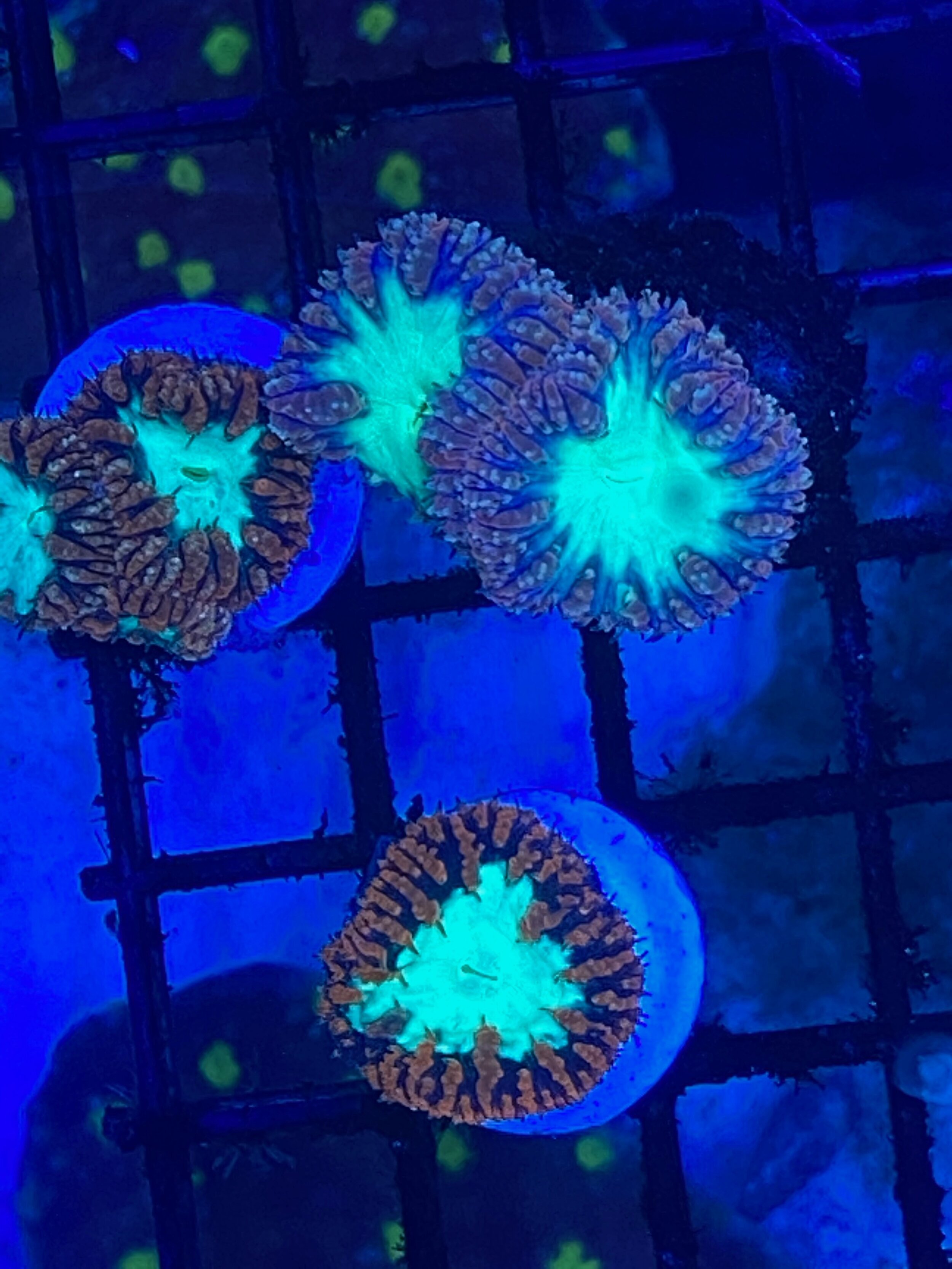 Red/Pink/Yellow Blasto