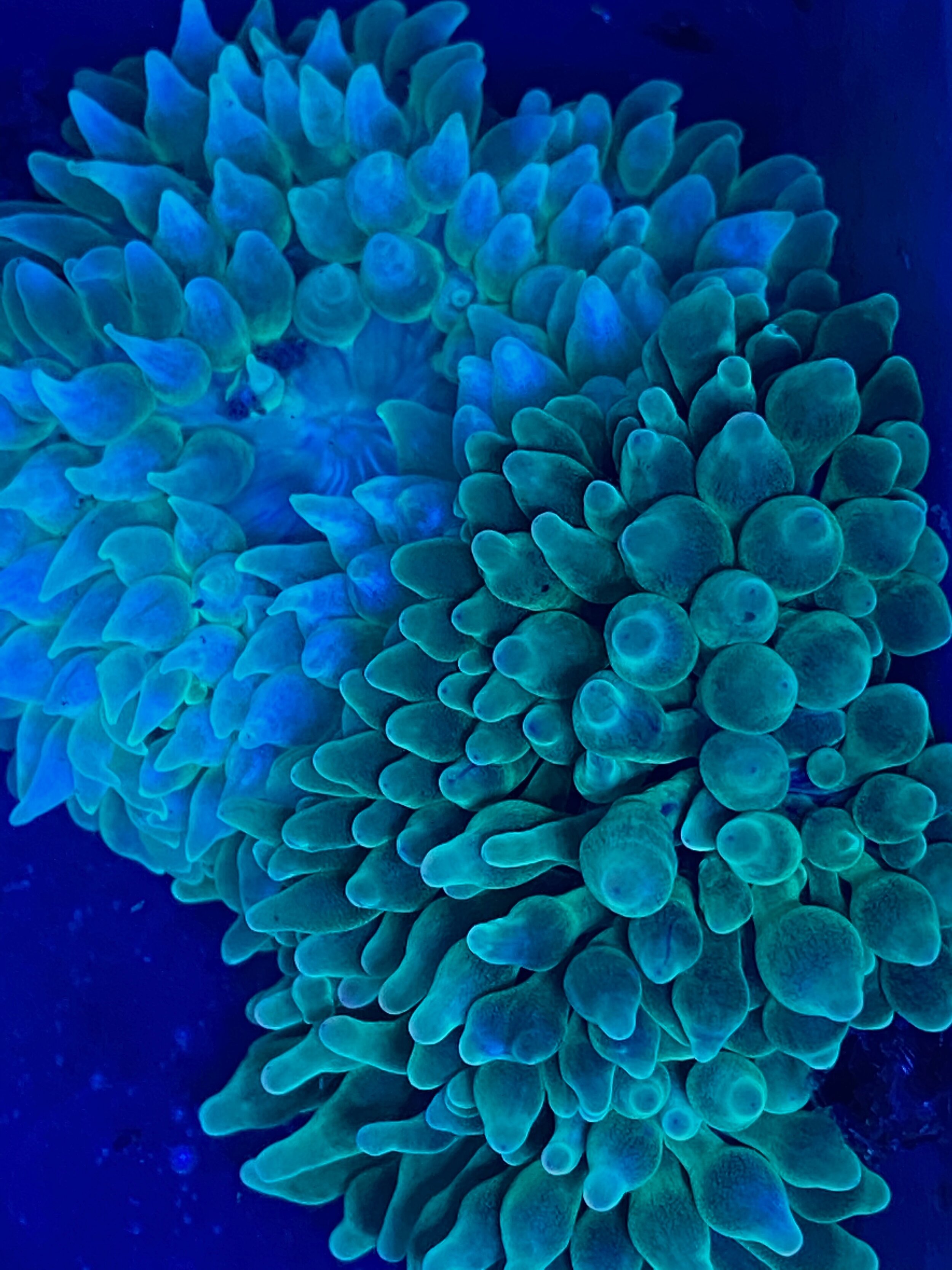 Green bubble tip anemones