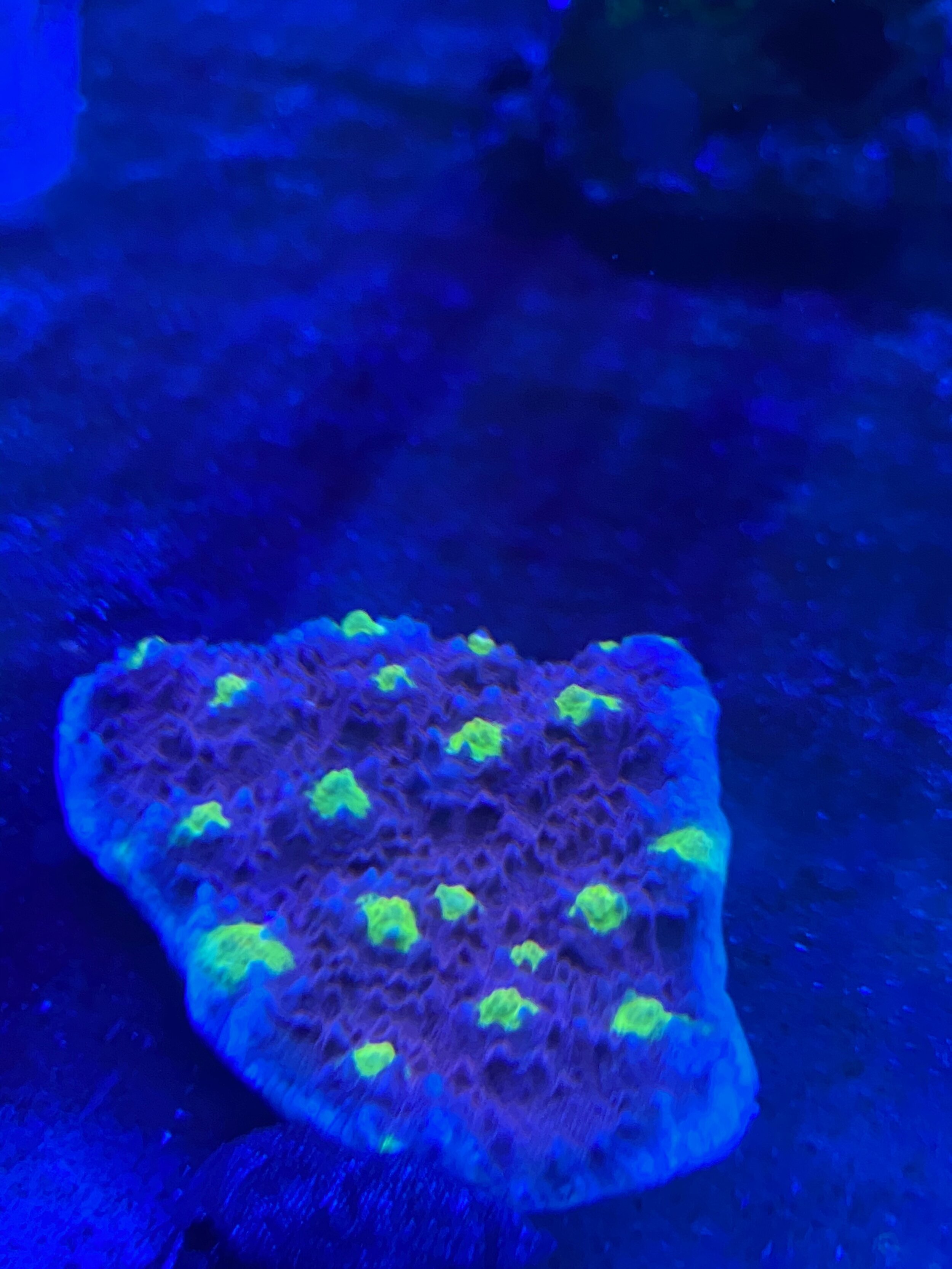 Red and Green Eye Chalice