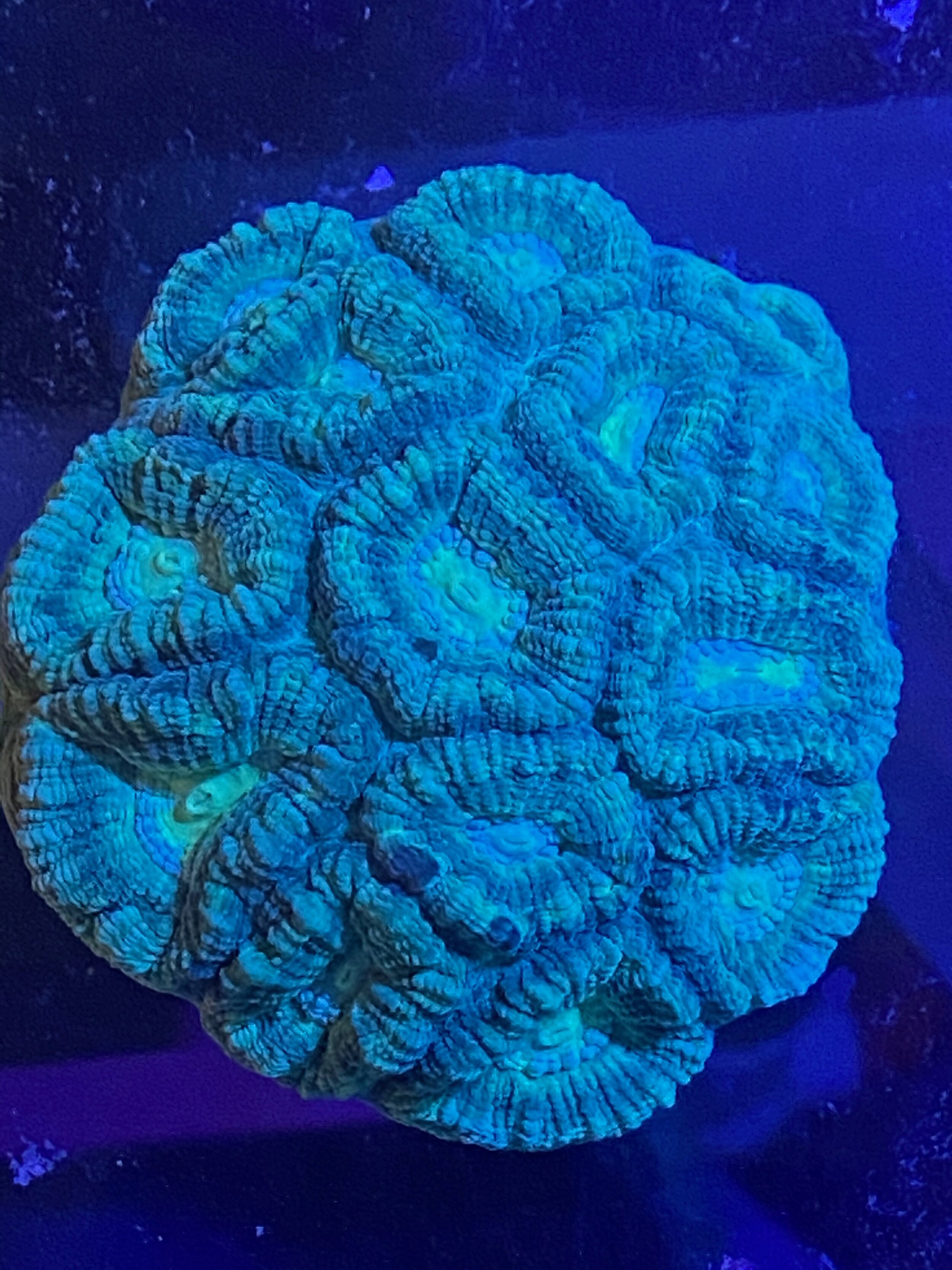 Mint Green Favia Coral
