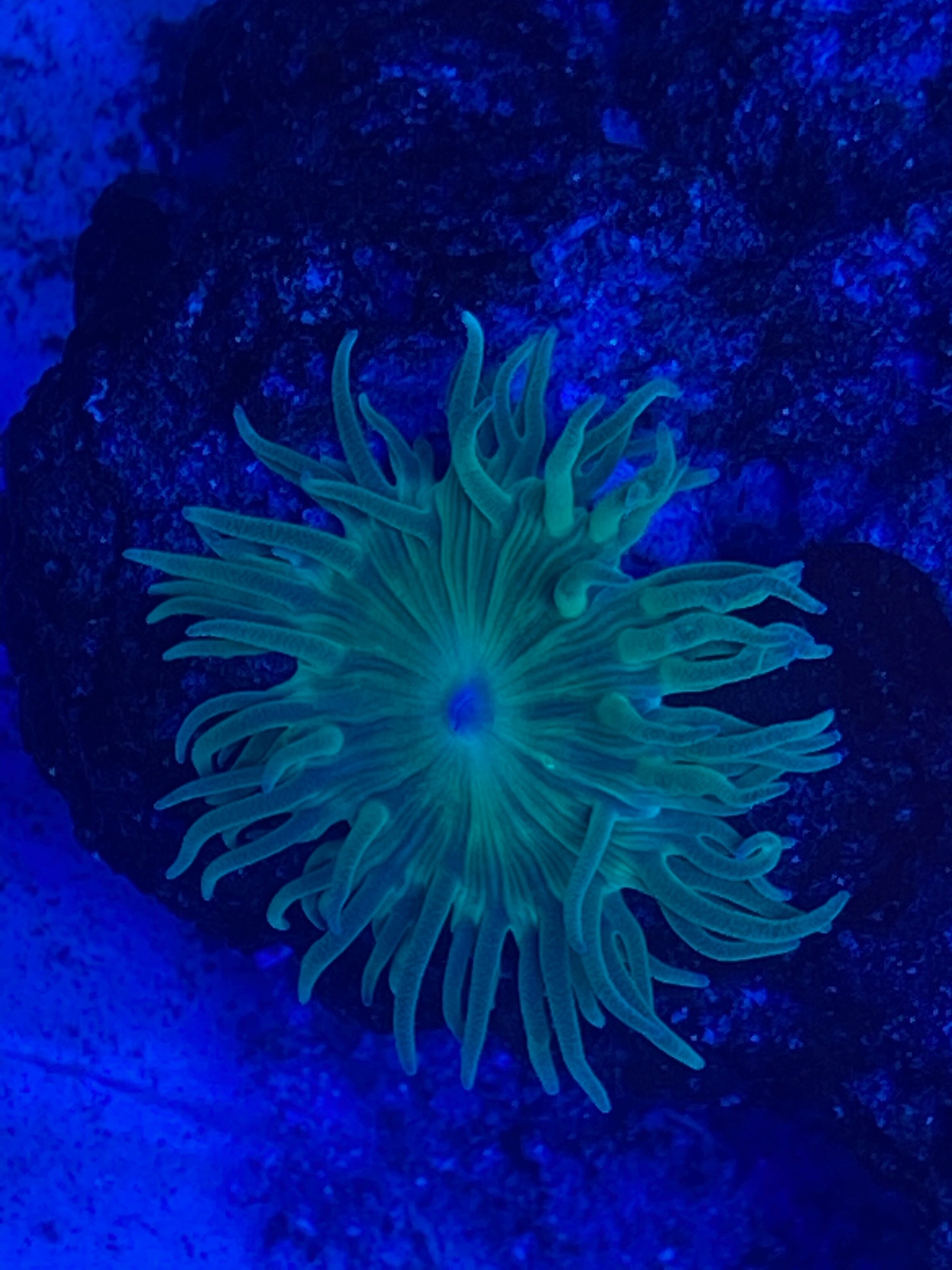 Duncan Colonies &amp; Frags