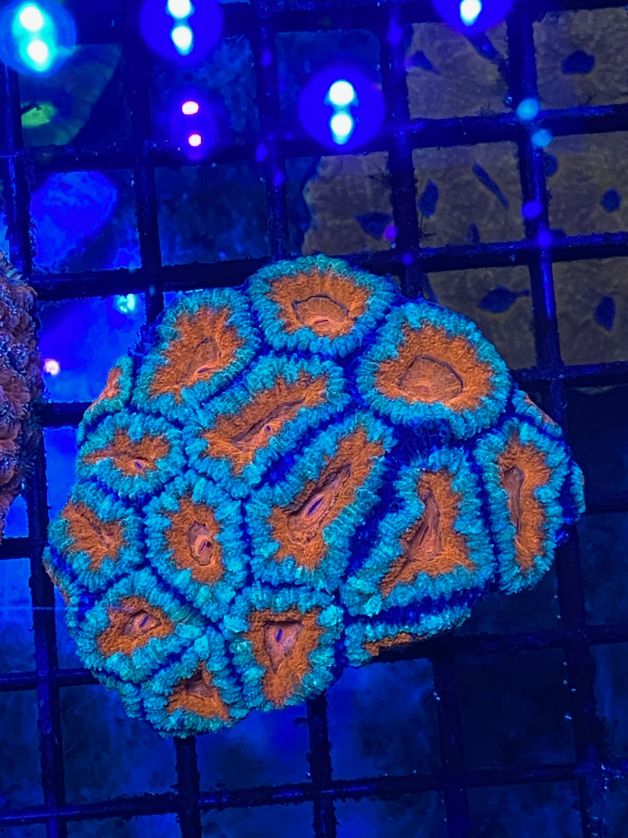 Orange/Blue/Mint Acan