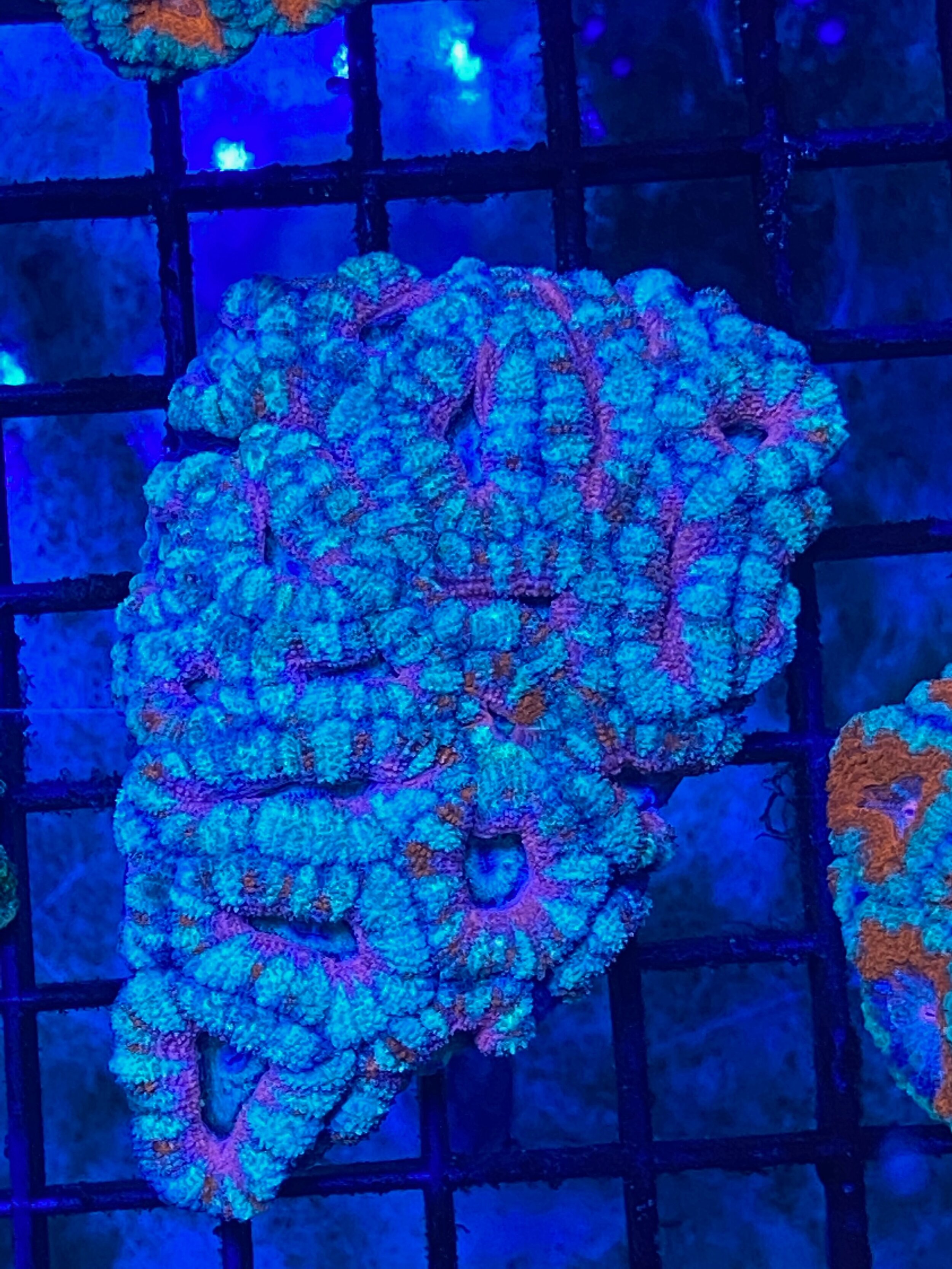 Sour Watermelon (Pink/Mint) Acan