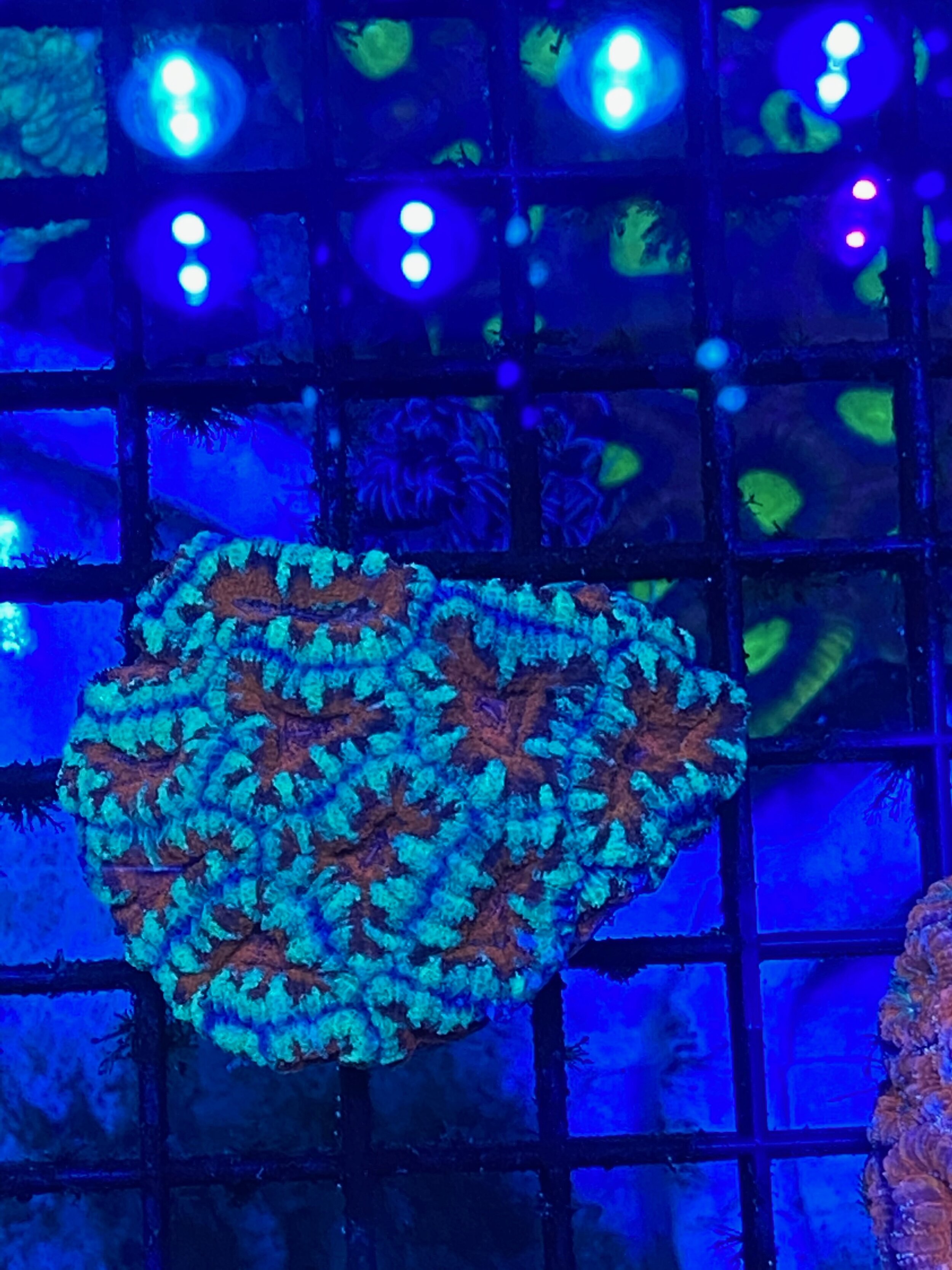 Mint/Red/Blue Acan
