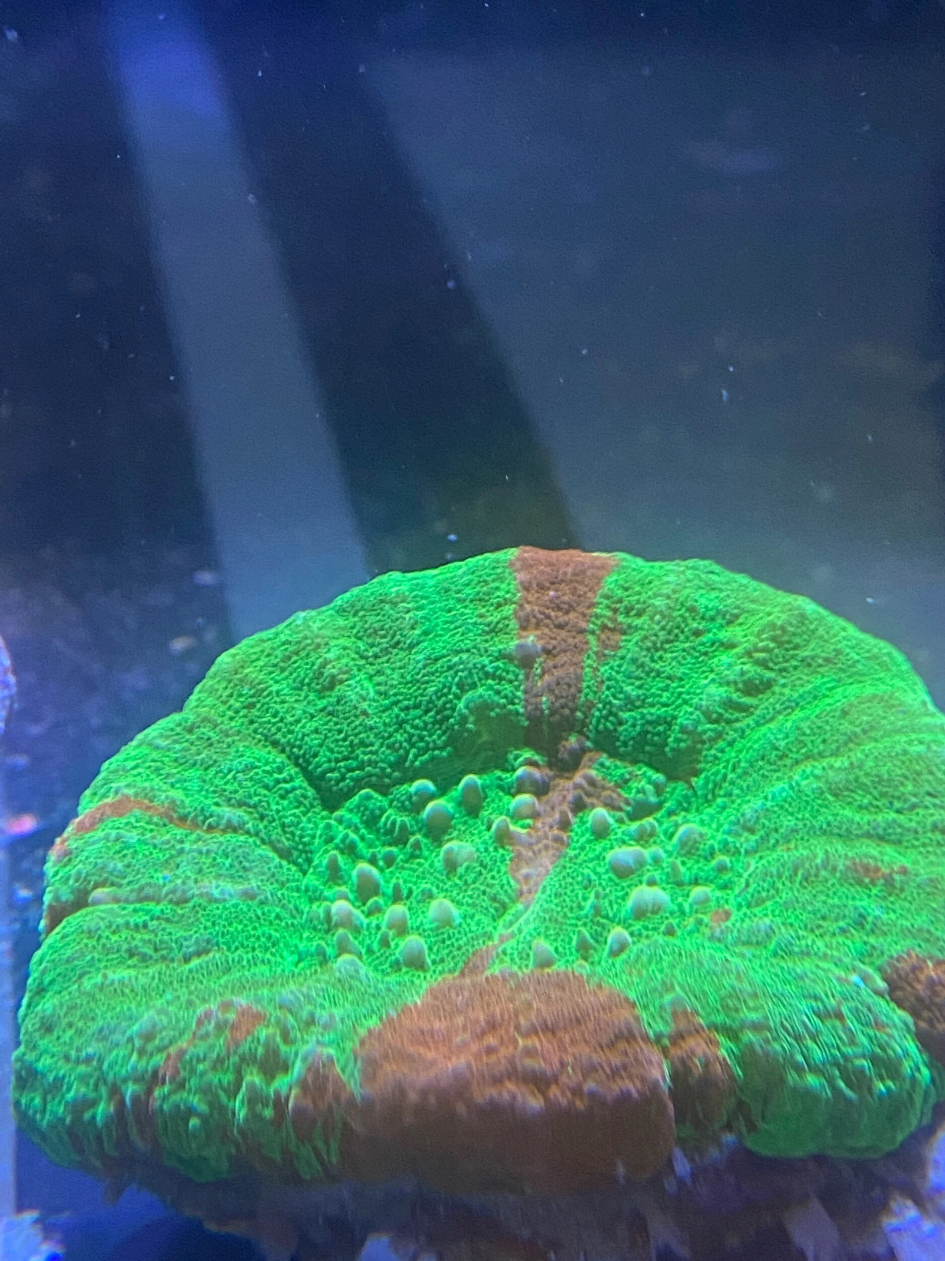 18317CF4-DFD2-4EFA-B04D-1E039D74C300