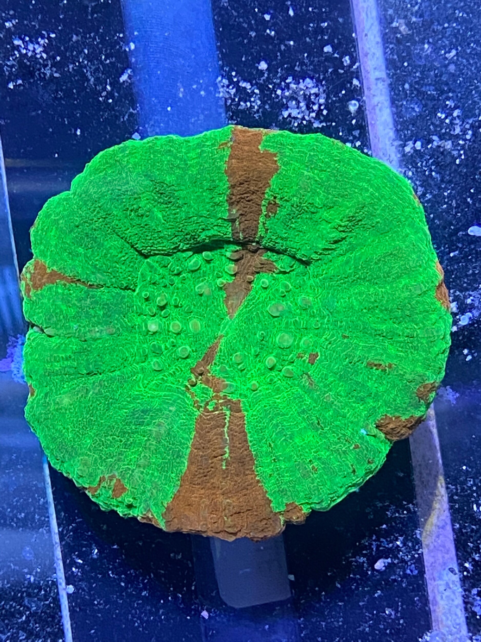 976F9509-E6D8-4500-A649-8AAB28980DE0