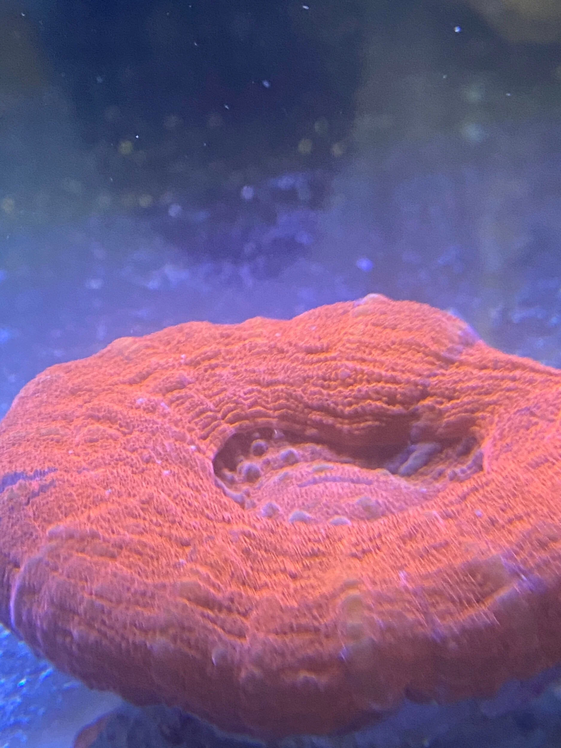 FAF04609-A435-454B-AE96-160B1CE3A2DA