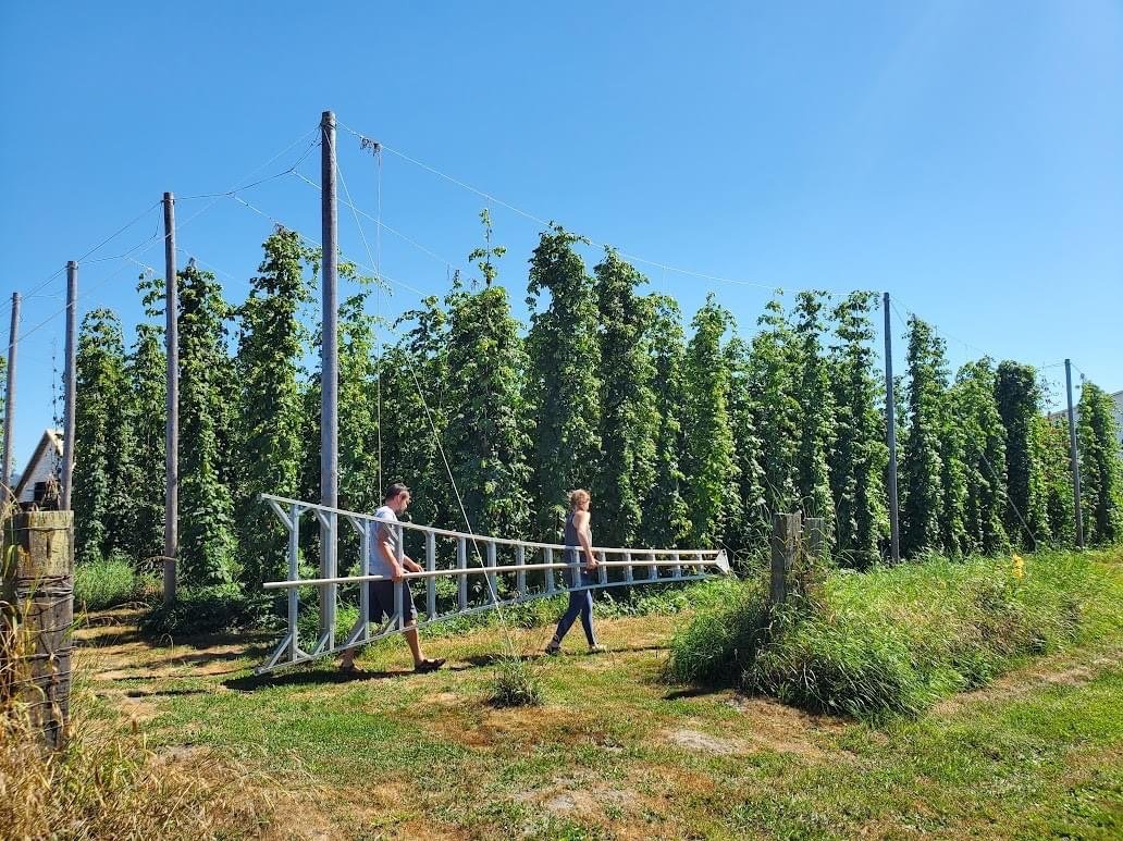 Hop Skagit