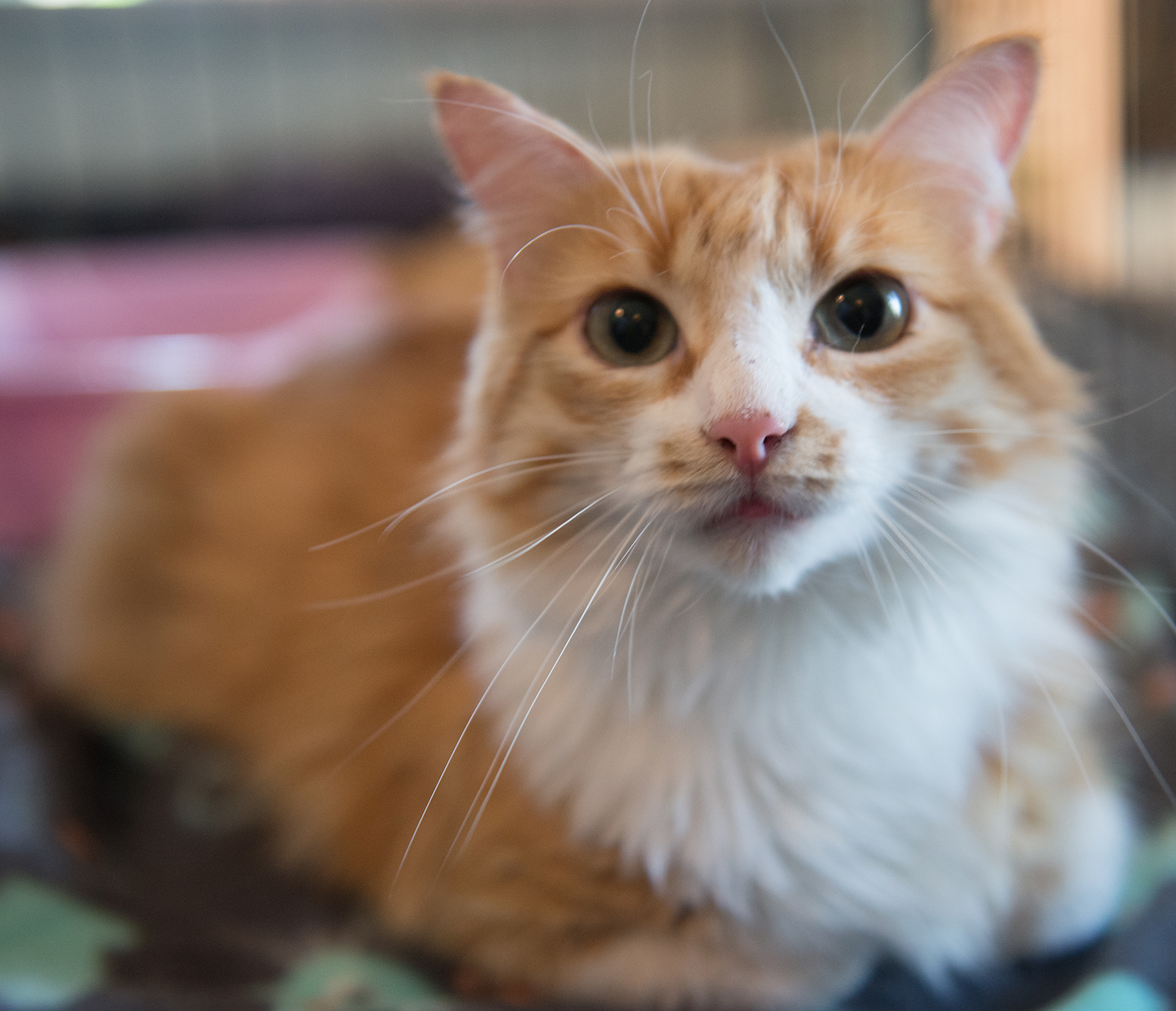 DSC_3107.jpg