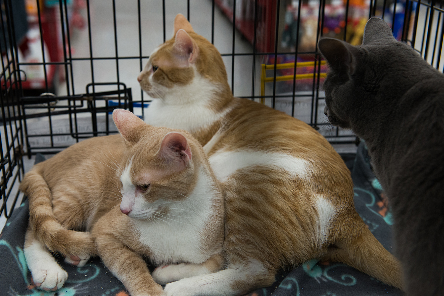 Latte loves to snuggle with Colby Jack!