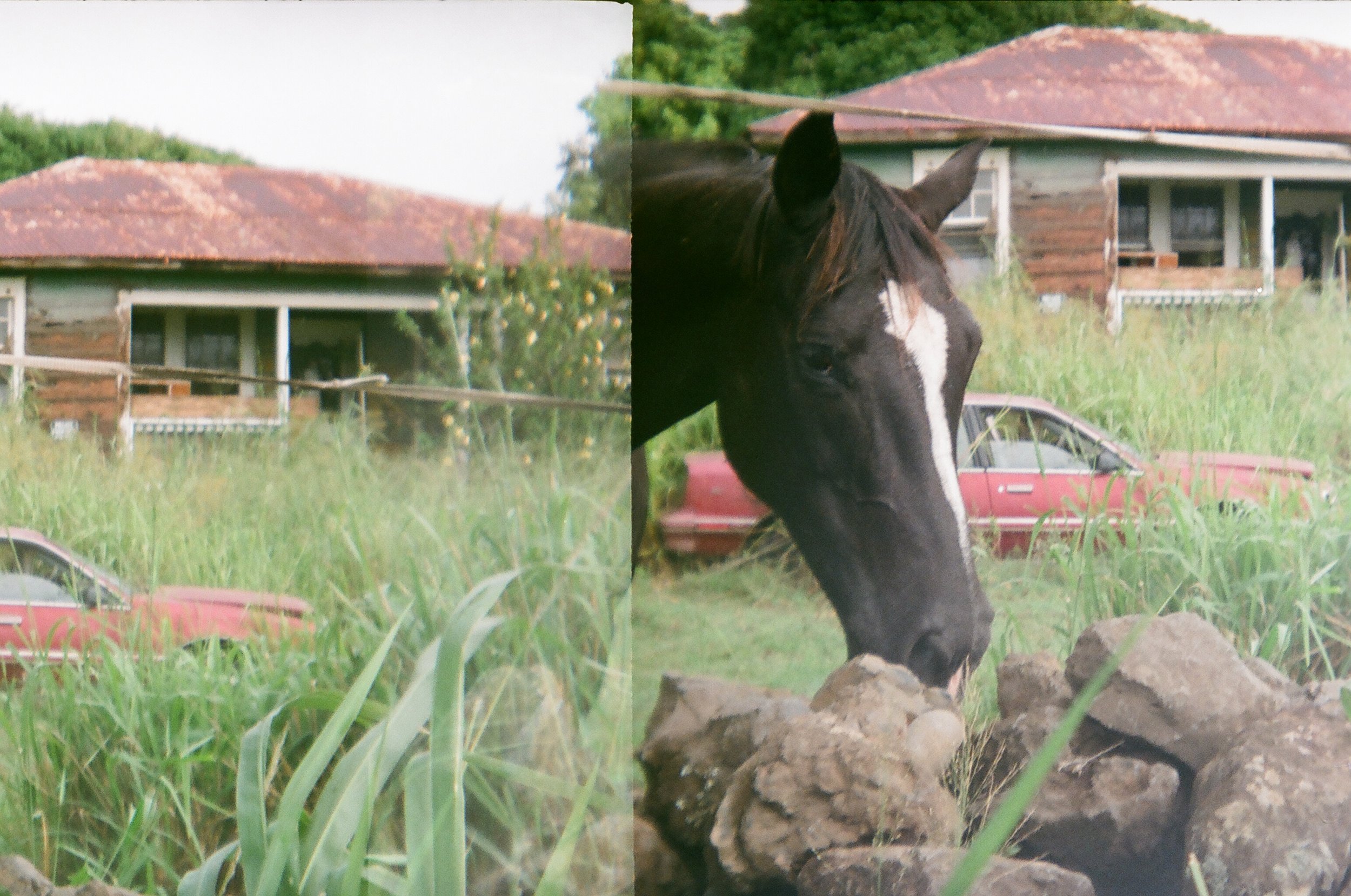 Hawaiian Horse