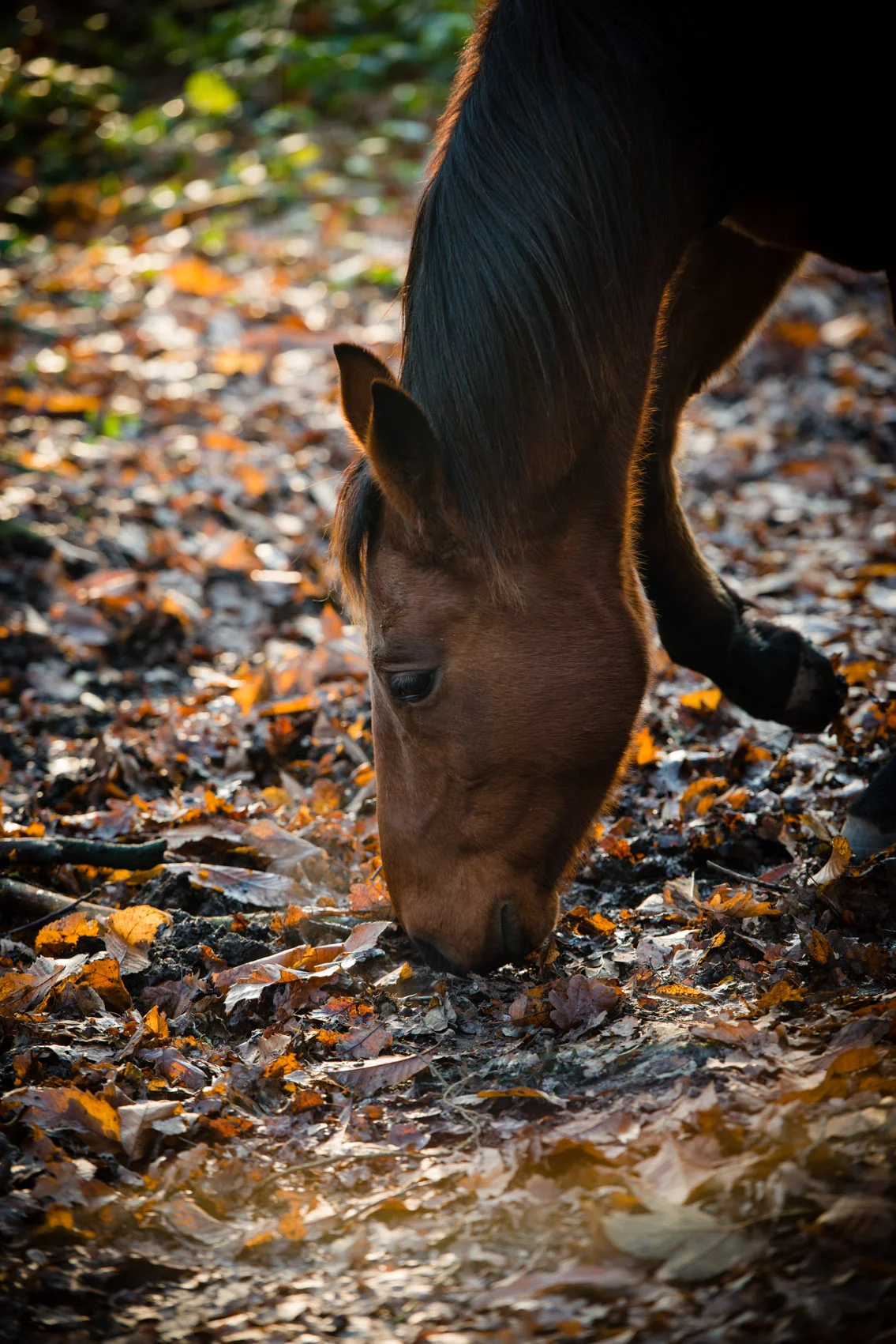 Coaching paard Phebus.jpg