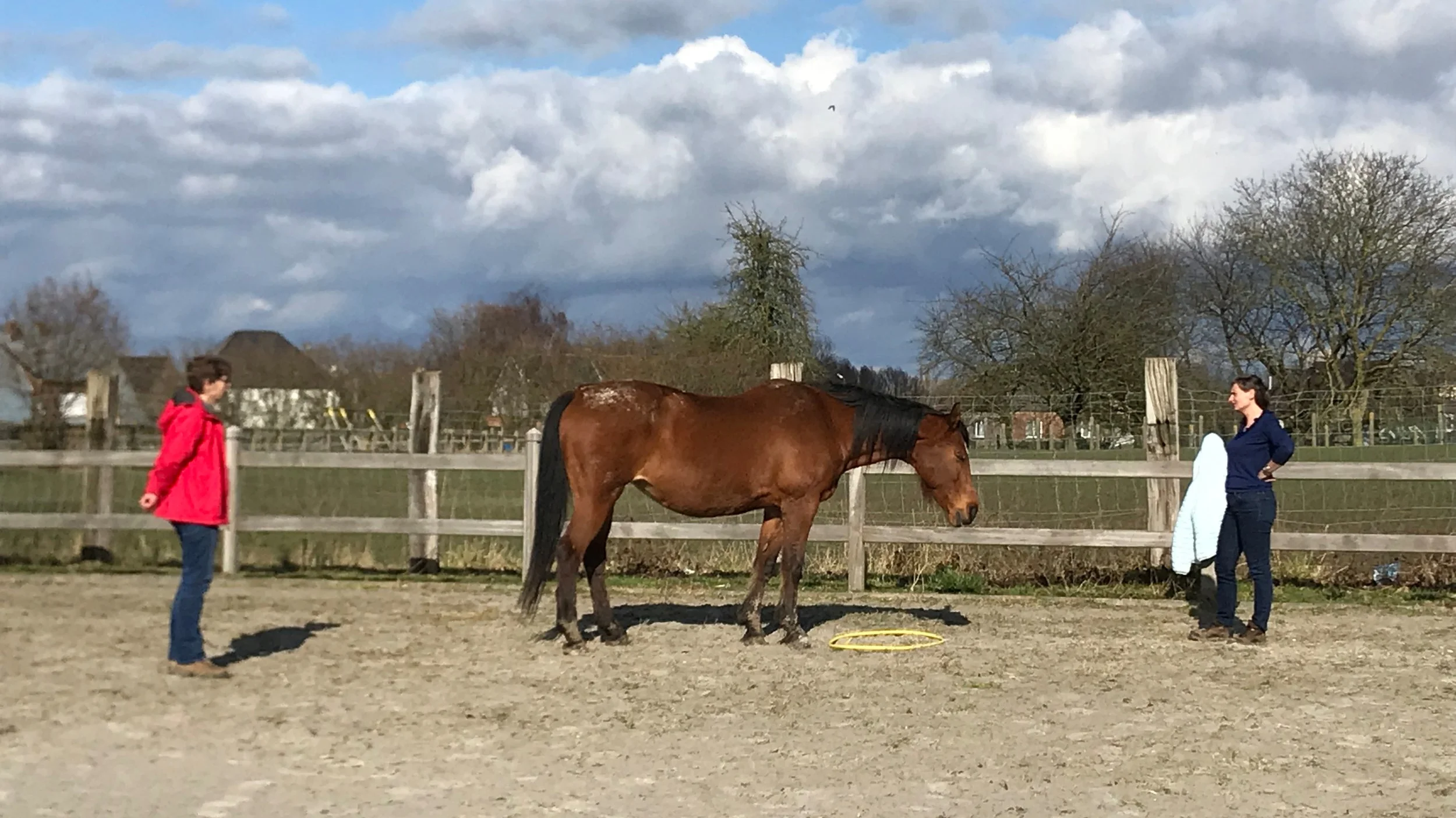 Paardencoaching+opleiding.jpg