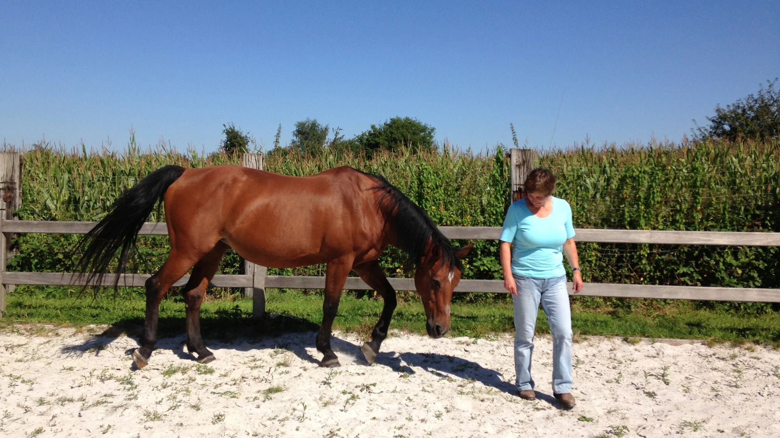 paardencoaching+opleiding+2.jpg