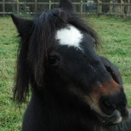 Paardencoach%2BAngel.jpg