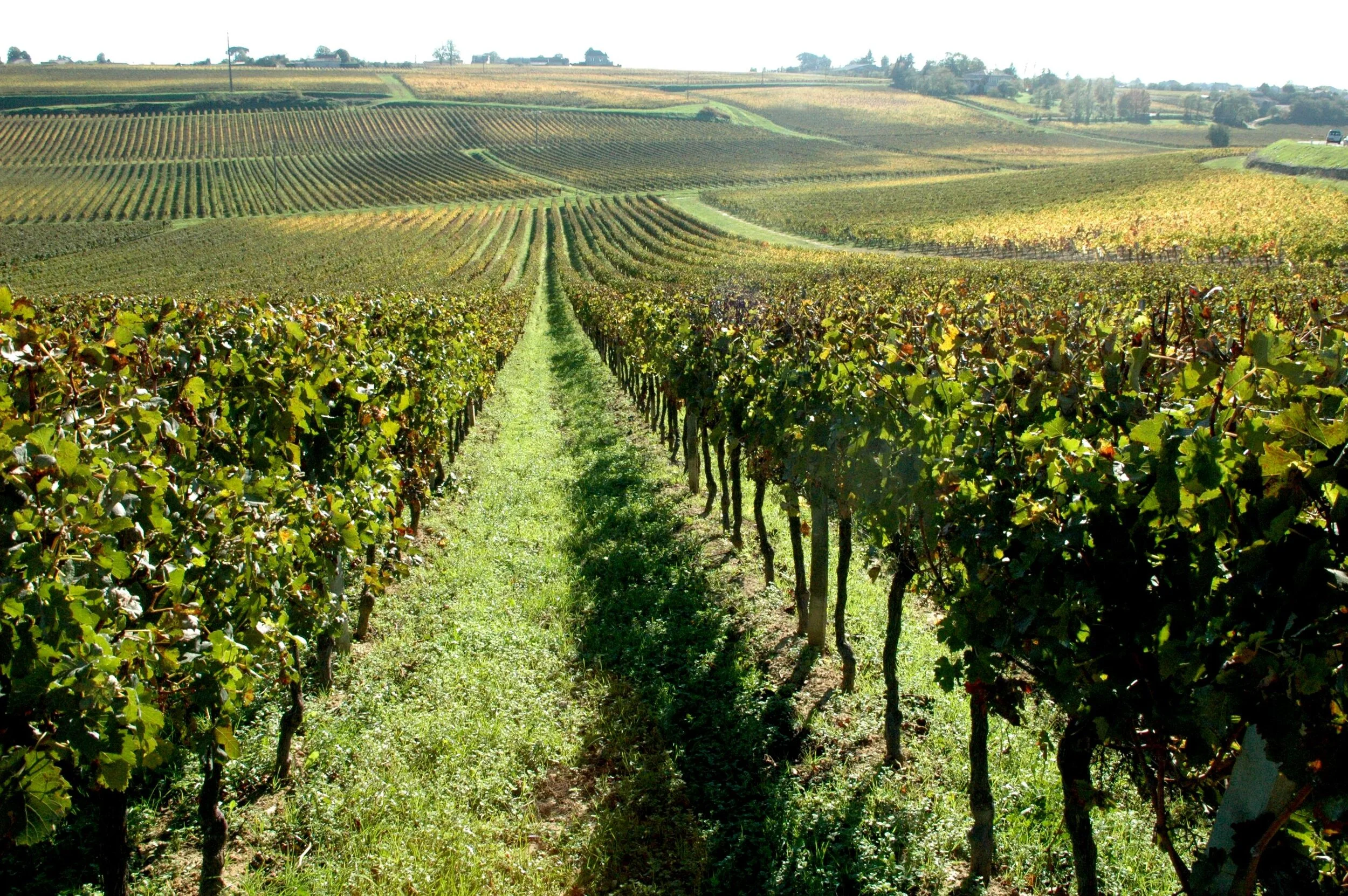 Vignes bourg.JPG