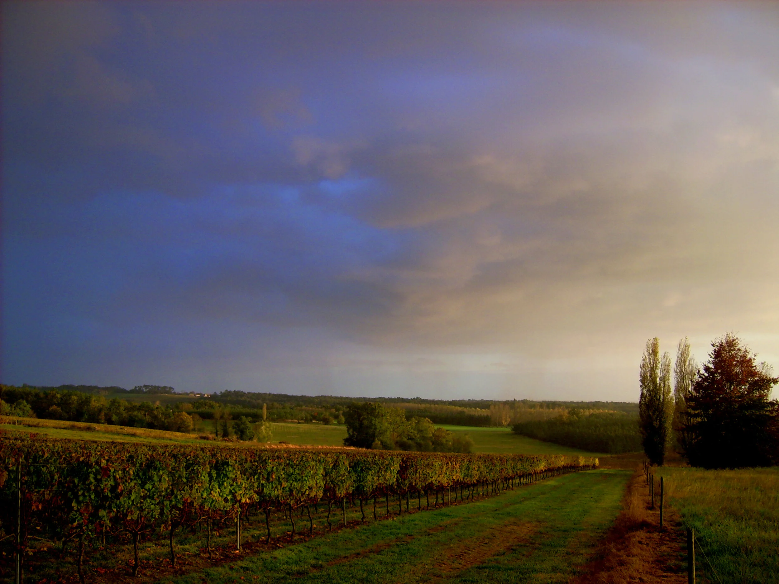 Vignes Lapouyade.jpg
