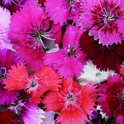 Untitled design (27).png