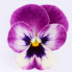 pink viola.png