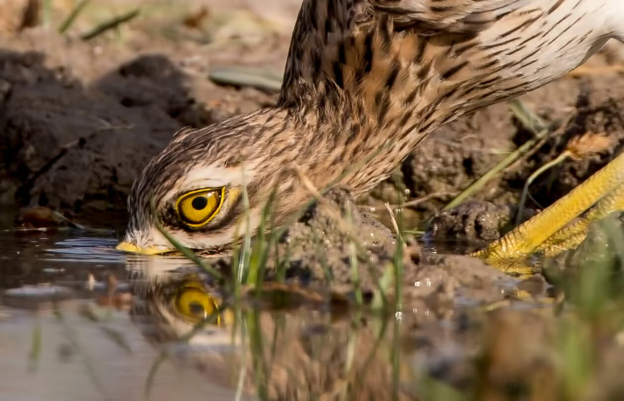 nature-wild-bird-aves-spain-naturaleza-18H.jpg