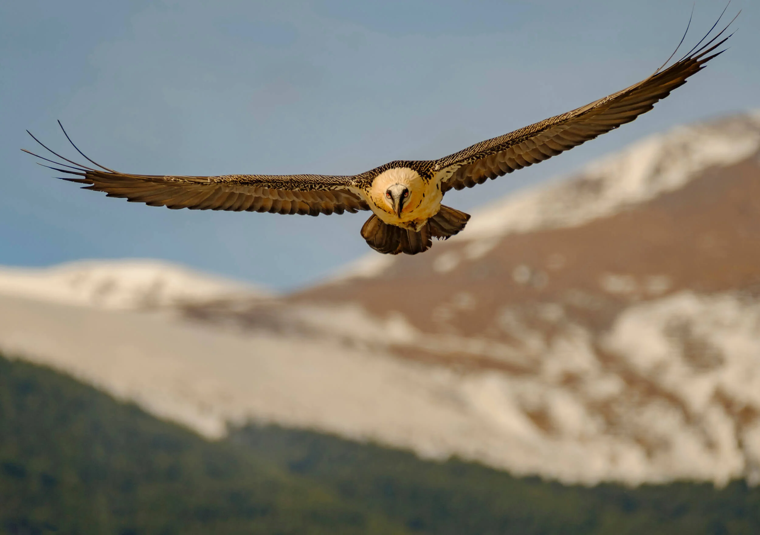 nature-wild-bird-aves-quebrantahuesos-Gypaetus-barbatus-06H.jpg