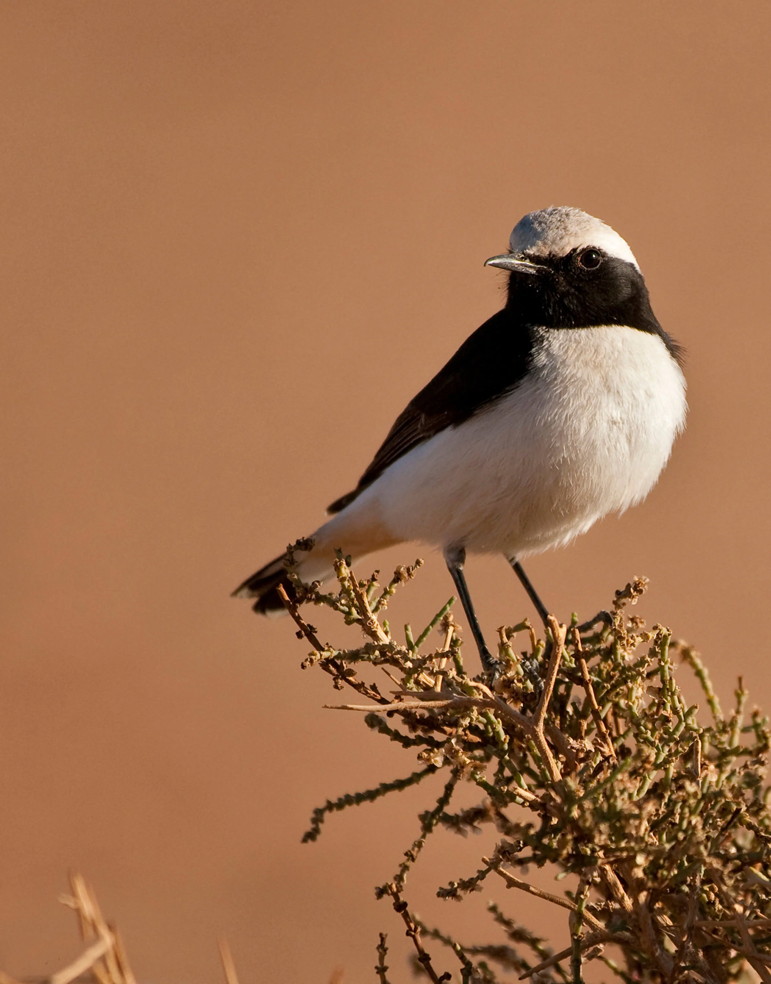 marruecos-morocco-aves-bird-africa-wild-nature-02v.jpg