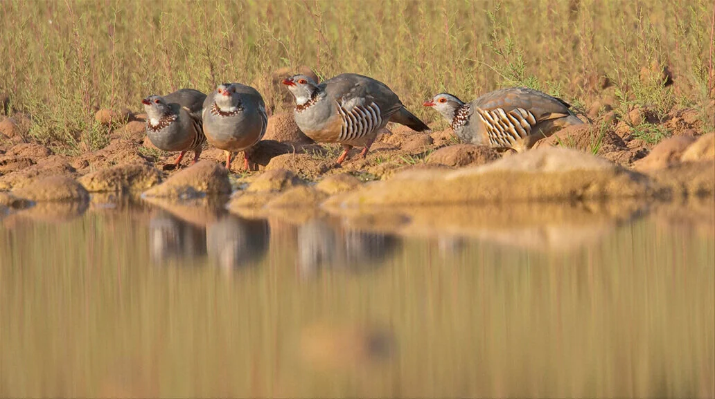 marruecos-morocco-aves-bird-africa-wild-nature-29.jpg