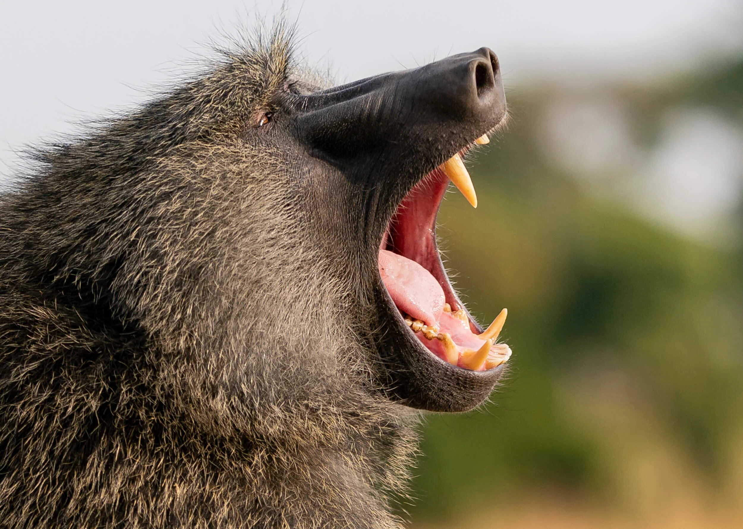 kenya-tanzania-africa-wild-nature-09h.jpg