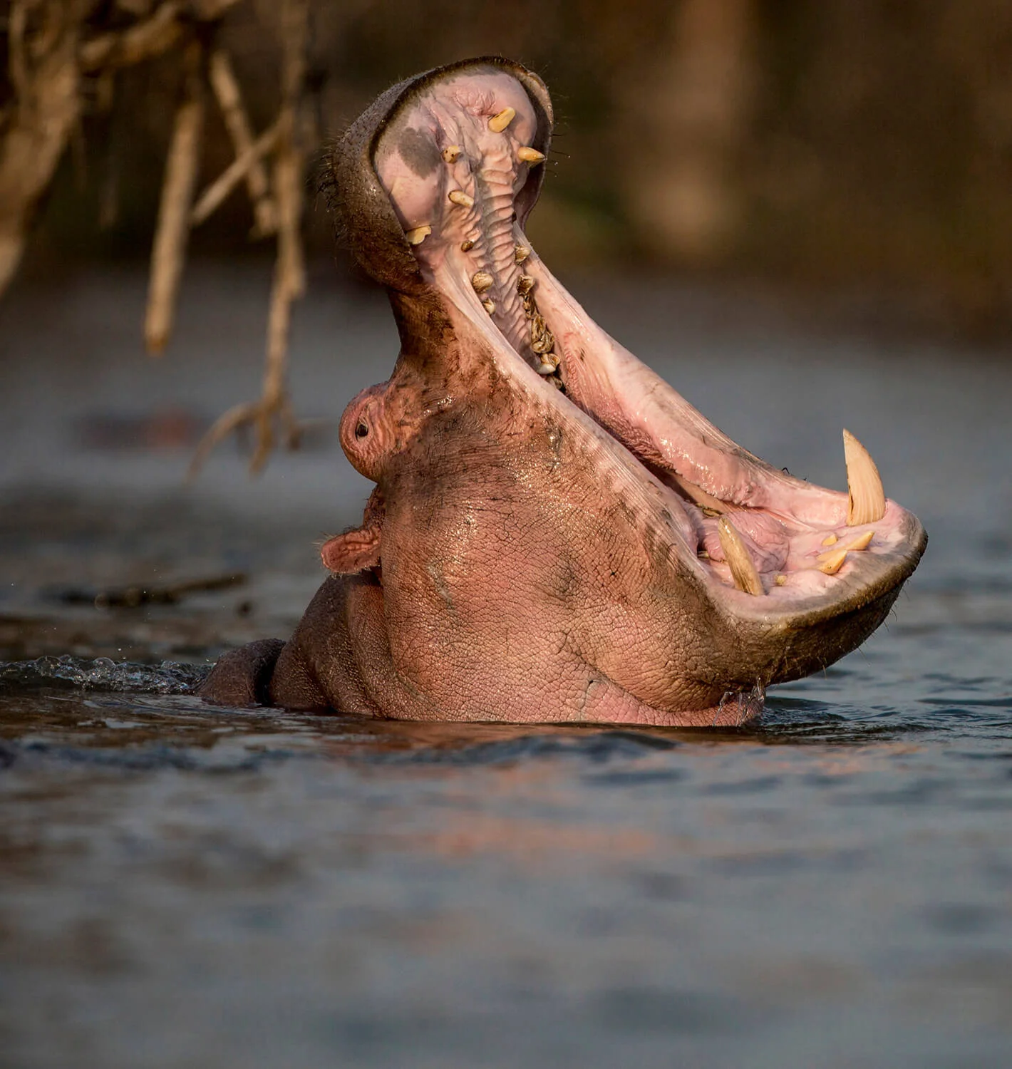 kenya-tanzania-africa-wild-nature-12v.jpg