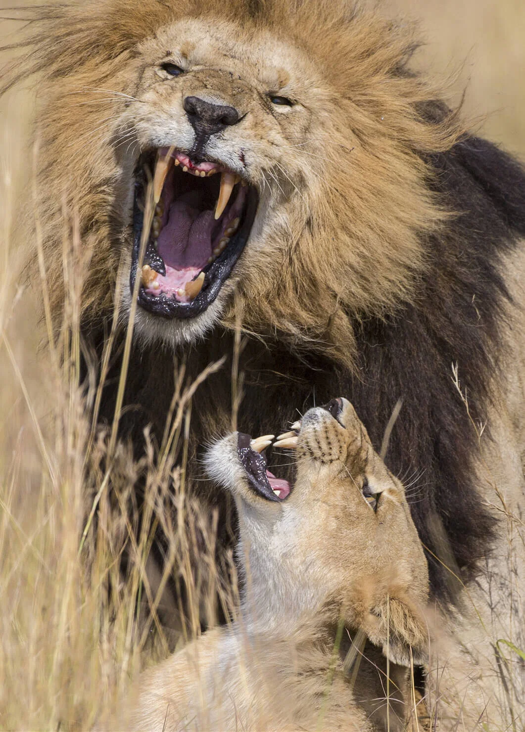 kenya-tanzania-africa-wild-nature-13v.jpg