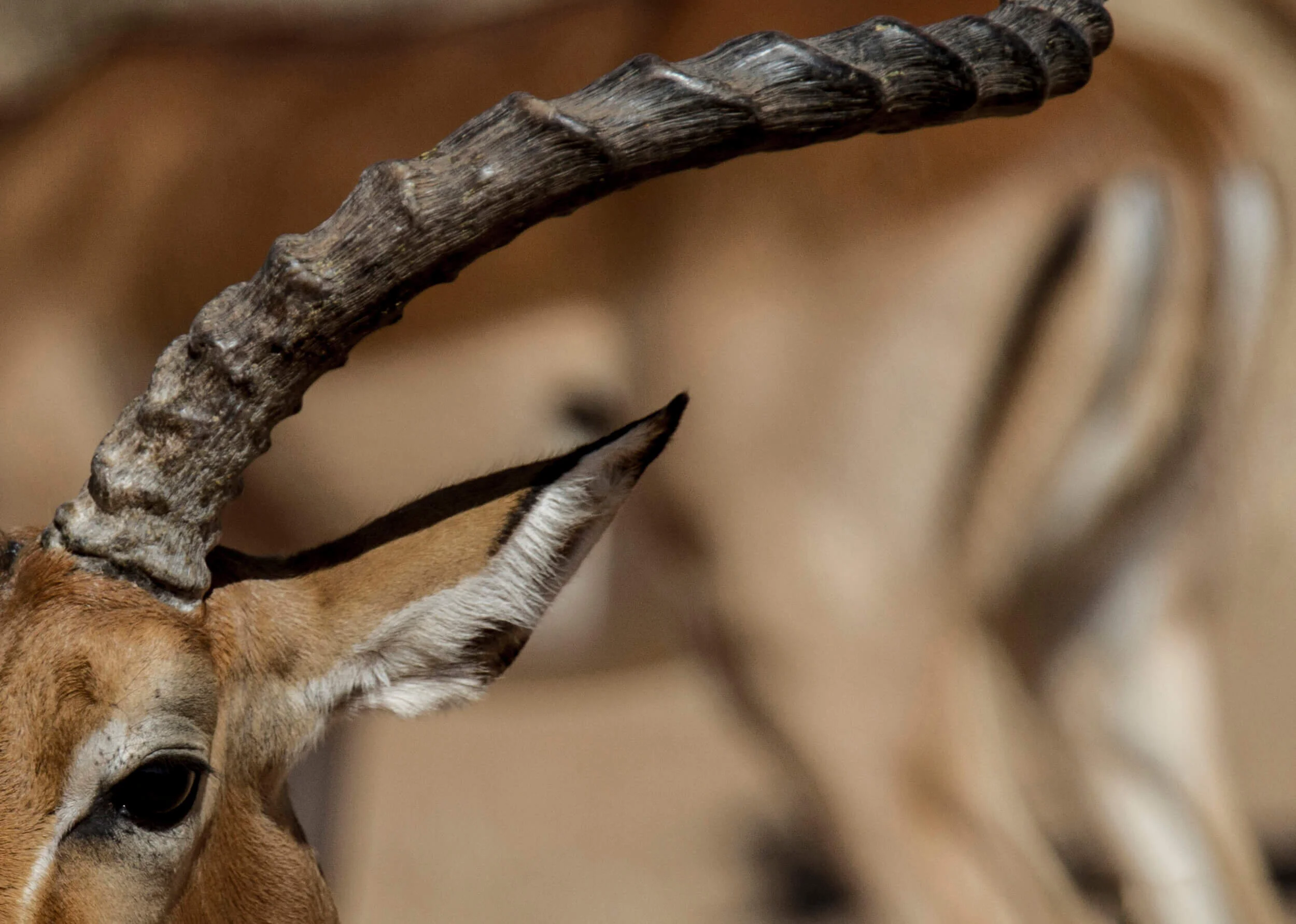 kenya-tanzania-africa-wild-nature-19h.jpg