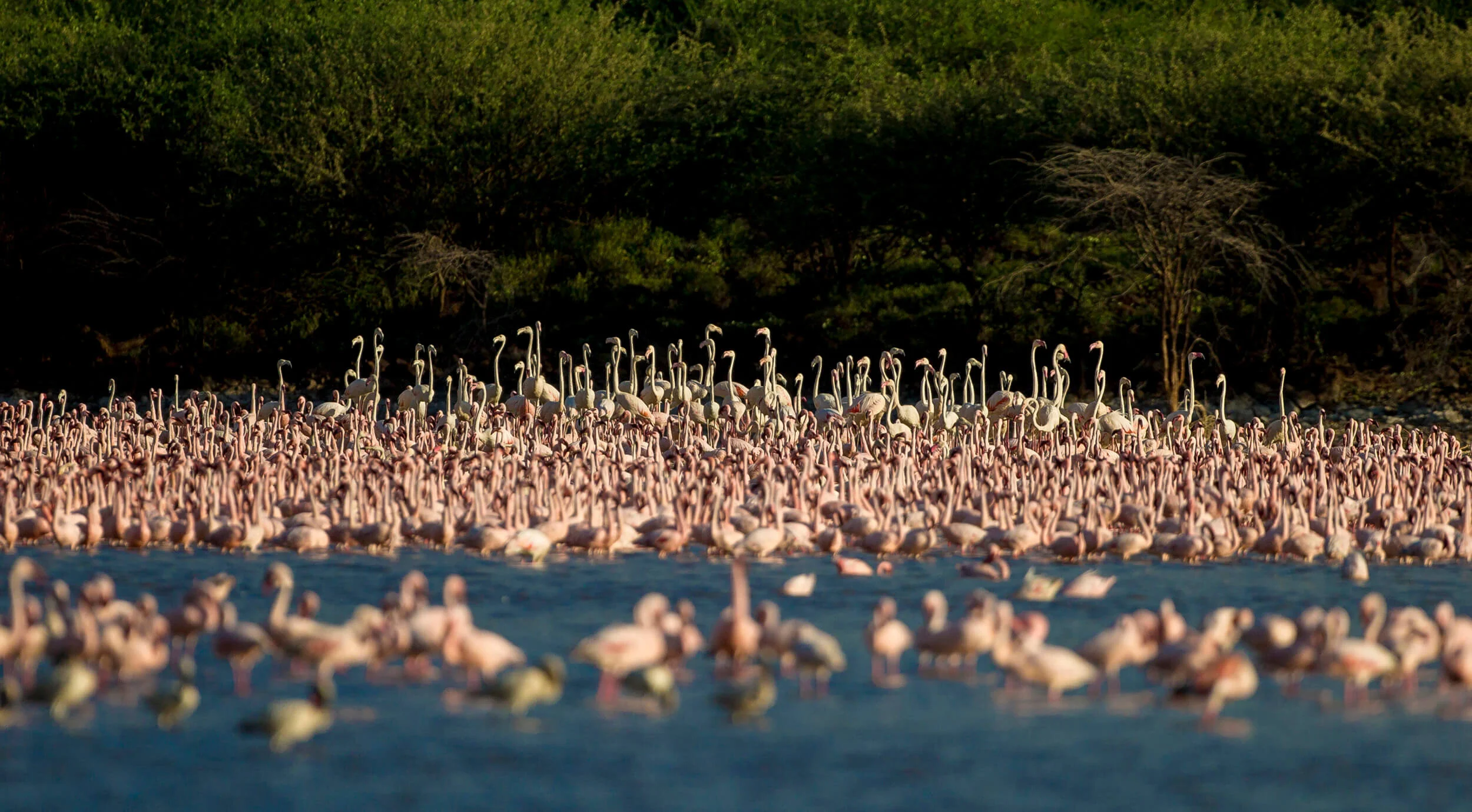 kenya-tanzania-africa-wild-nature-29h.jpg