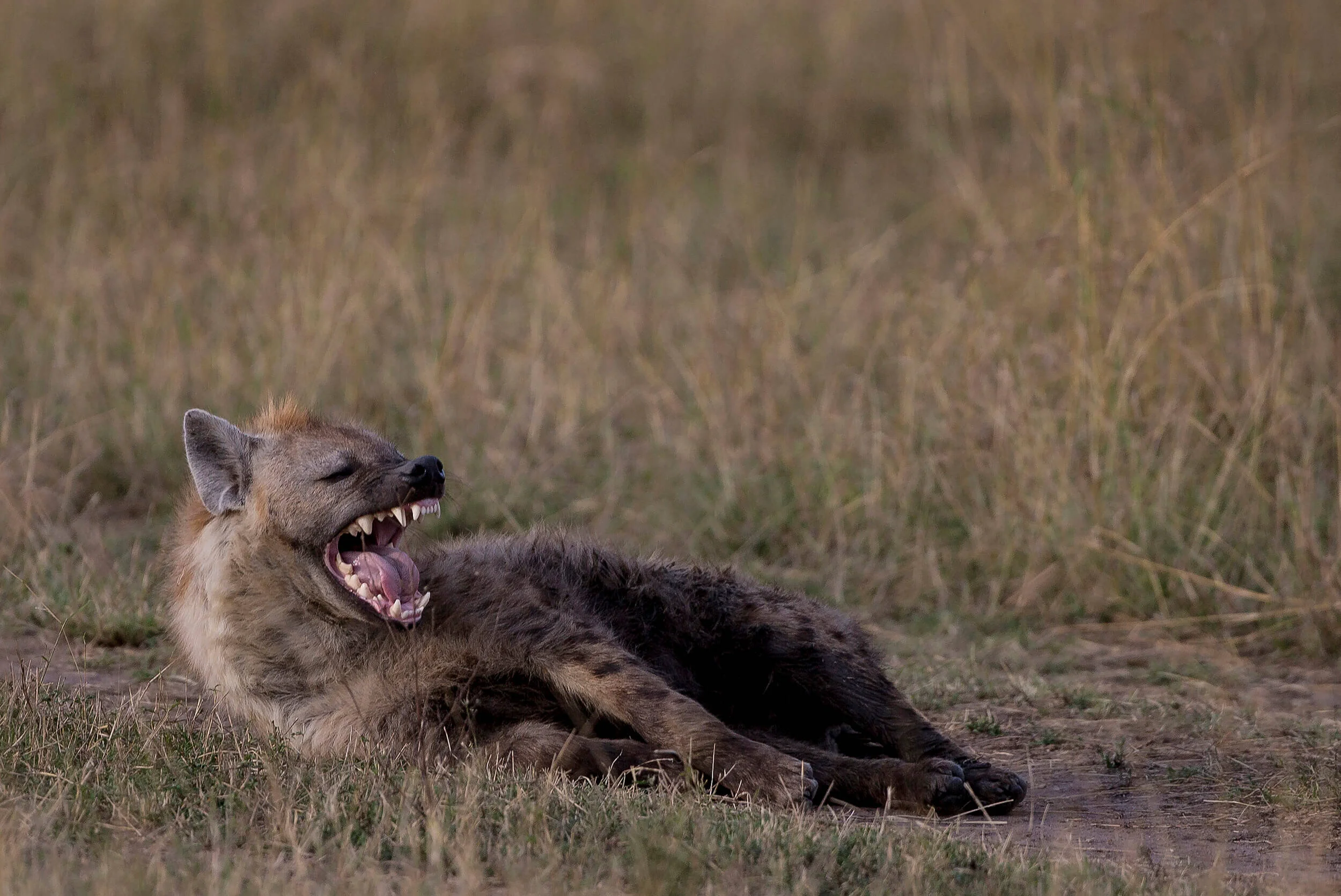 kenya-tanzania-africa-wild-nature-34h.jpg
