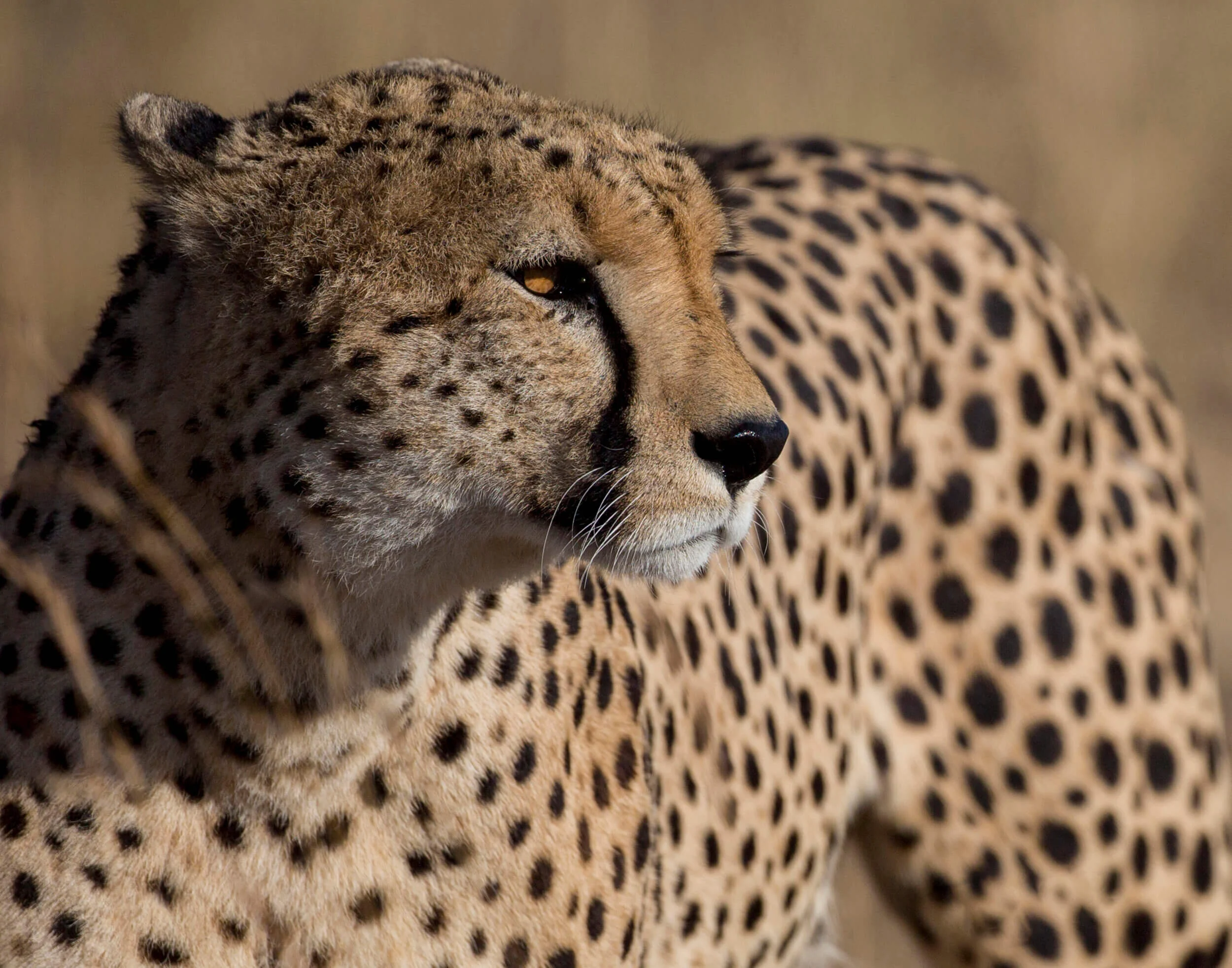 kenya-tanzania-africa-wild-nature-35h.jpg