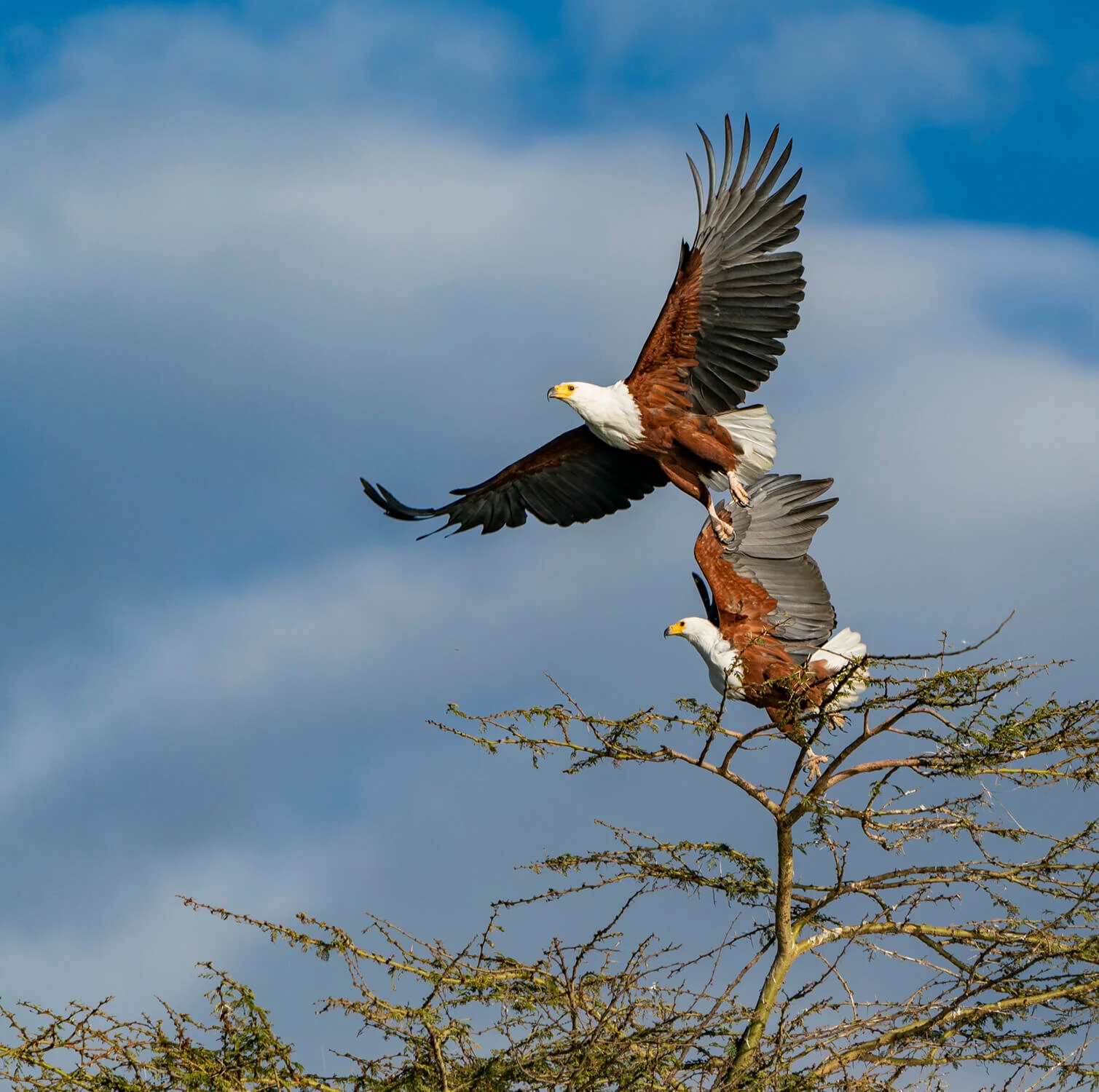 kenya-tanzania-africa-wild-nature-02v.jpg