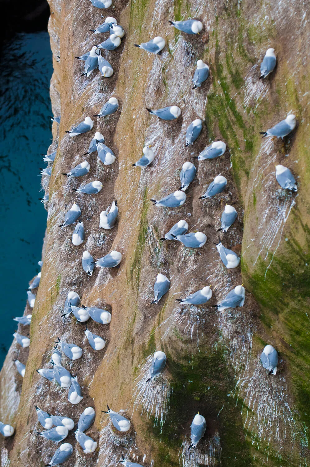 iceland-islandia-birds-aves-01v.jpg