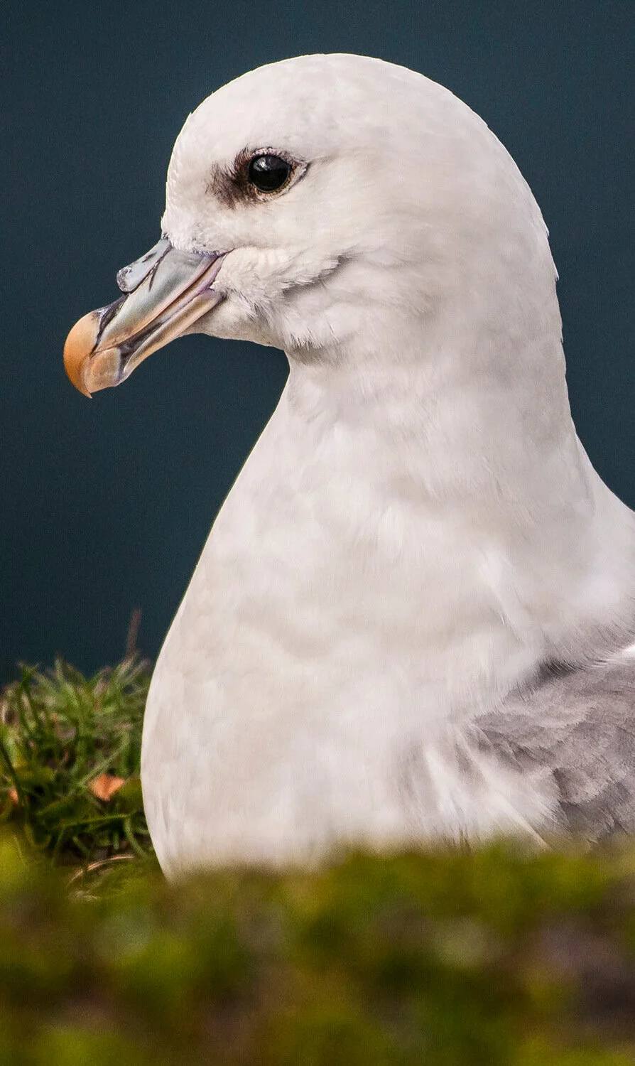 iceland-islandia-birds-aves-04v.jpg
