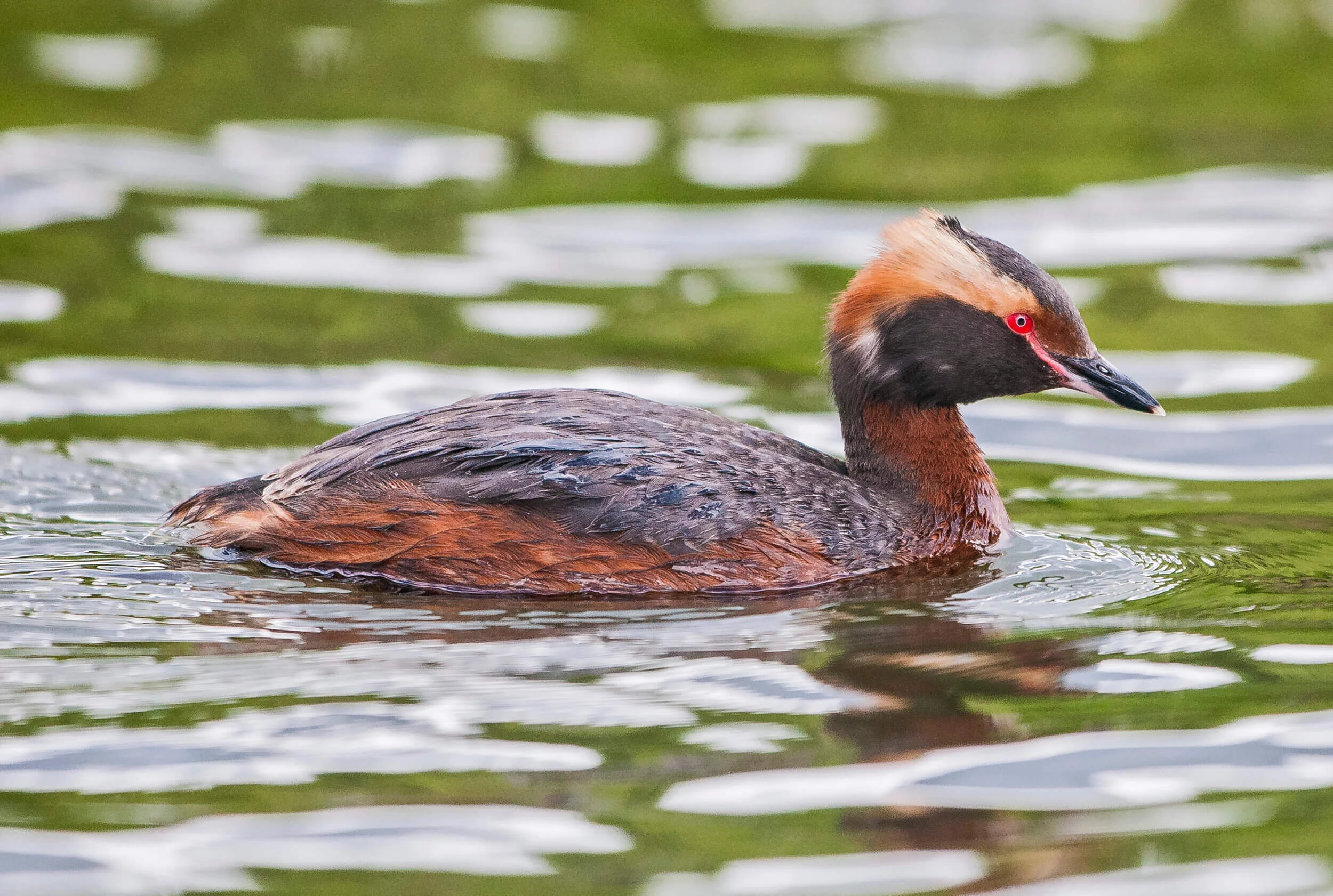 iceland-islandia-birds-aves-12h.jpg