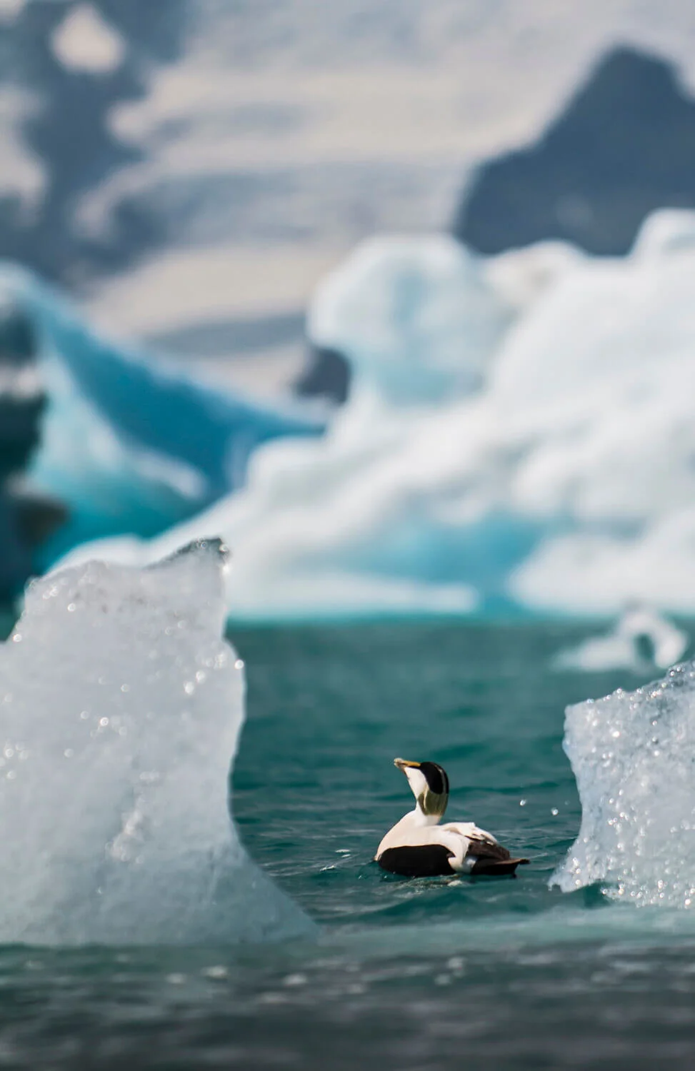 iceland-islandia-birds-aves-14v.jpg