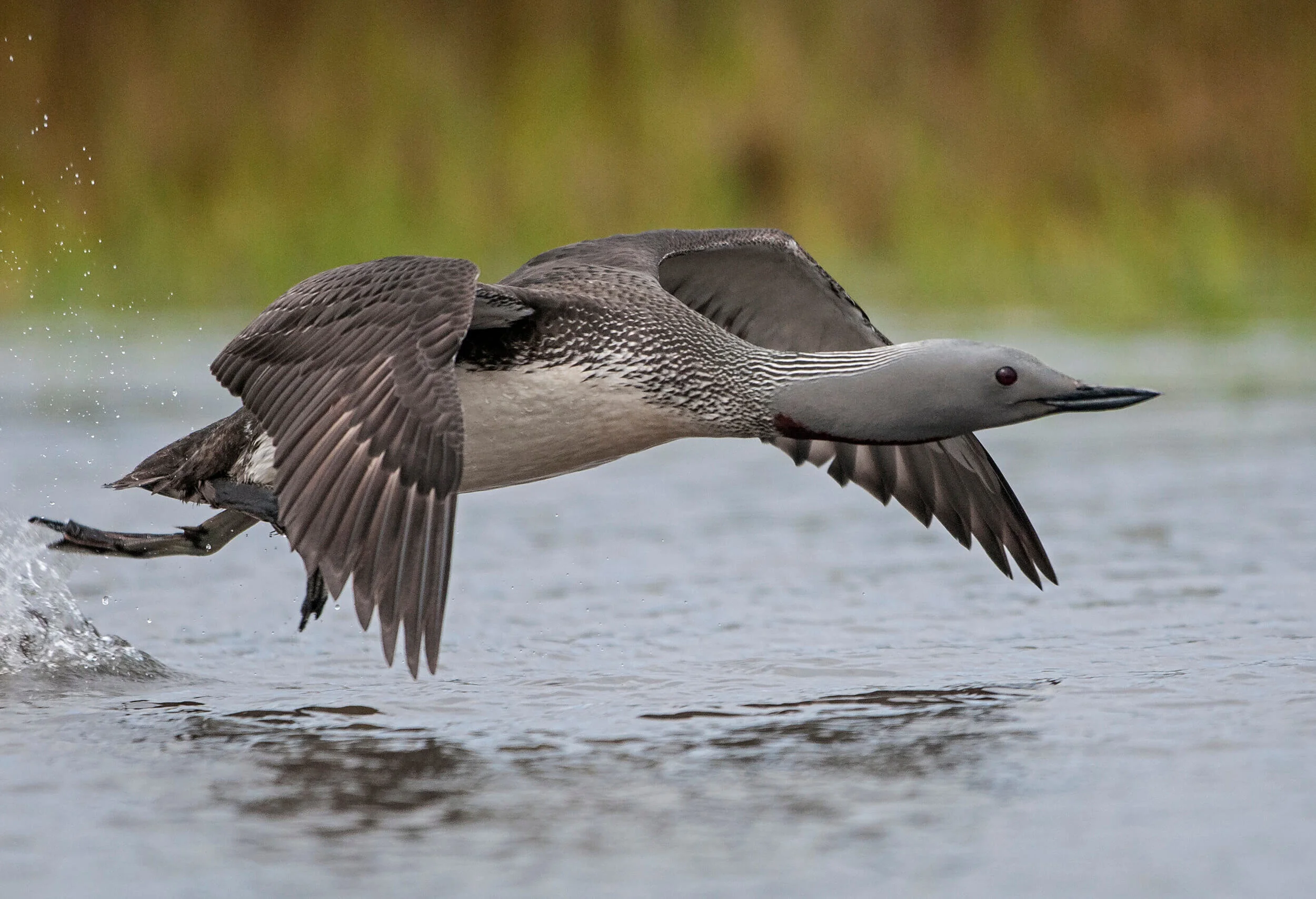 iceland-islandia-birds-aves-25h.jpg