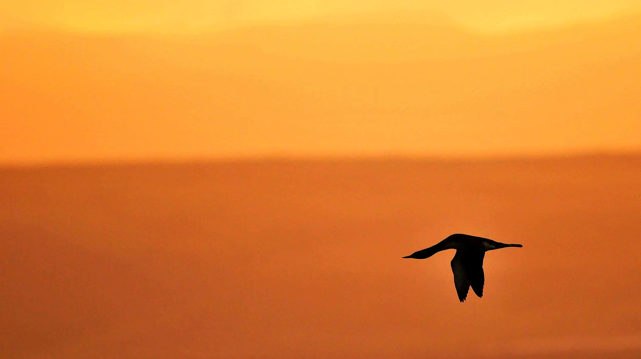 iceland-islandia-birds-aves-41h.jpg