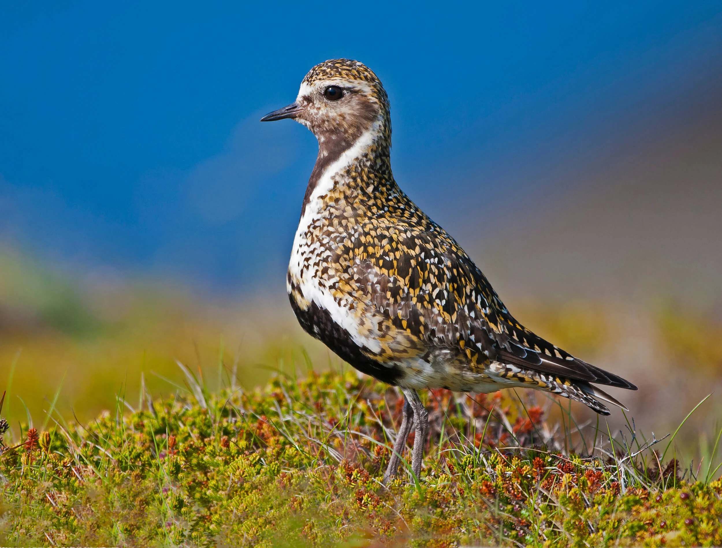 iceland-islandia-birds-aves-39h.jpg