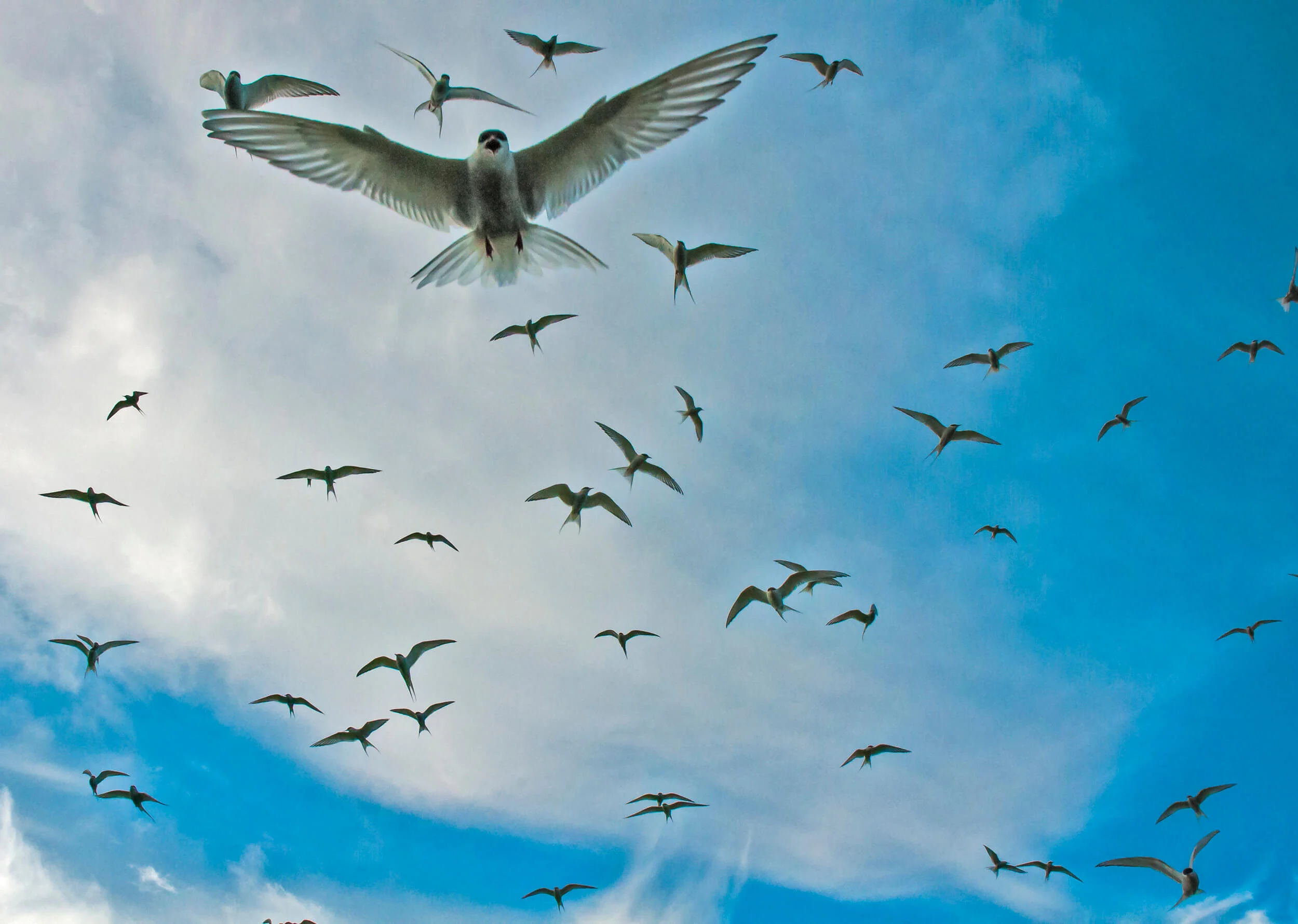 iceland-islandia-birds-aves-42h.jpg